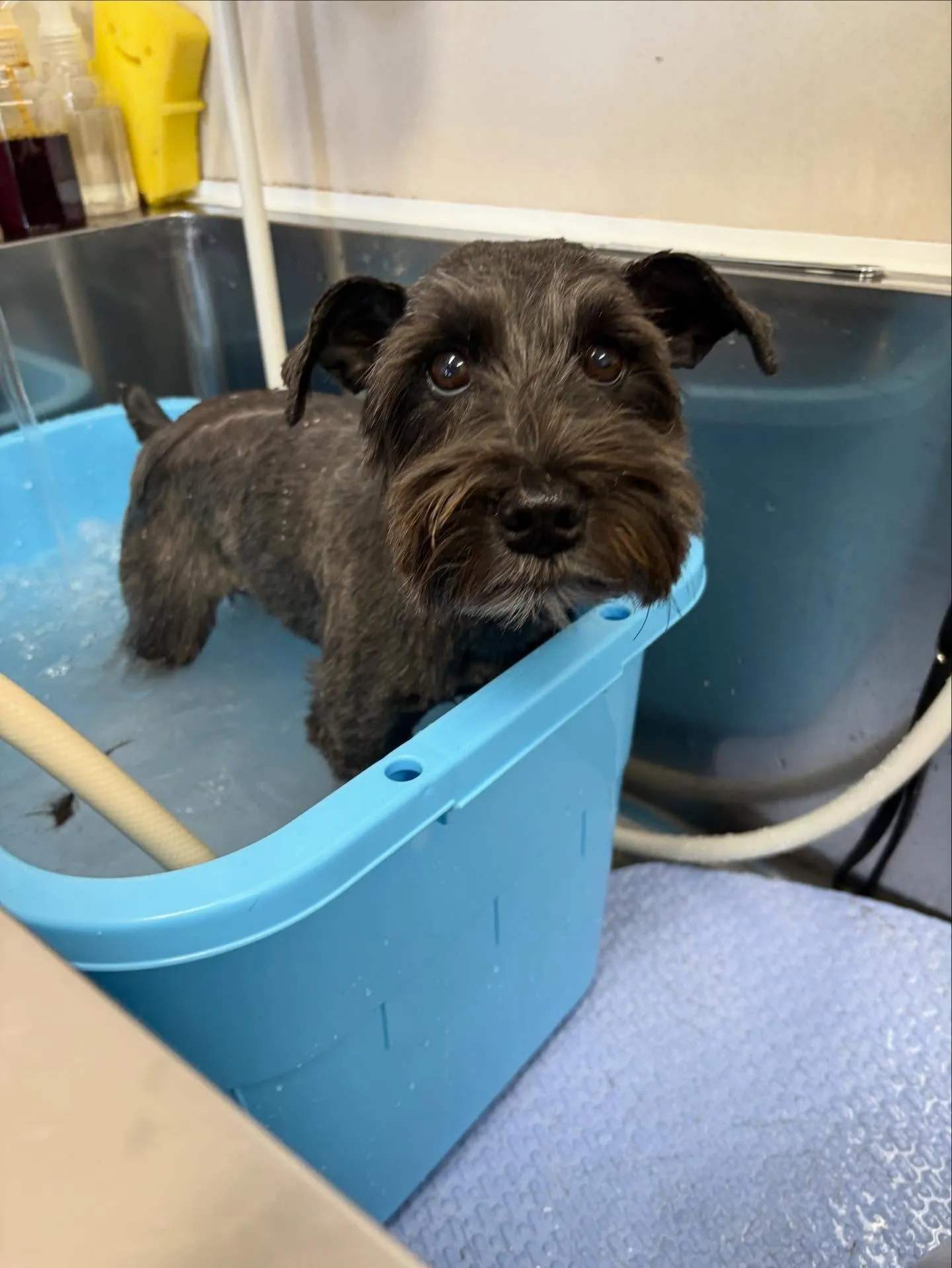 犬のトリミング✂️