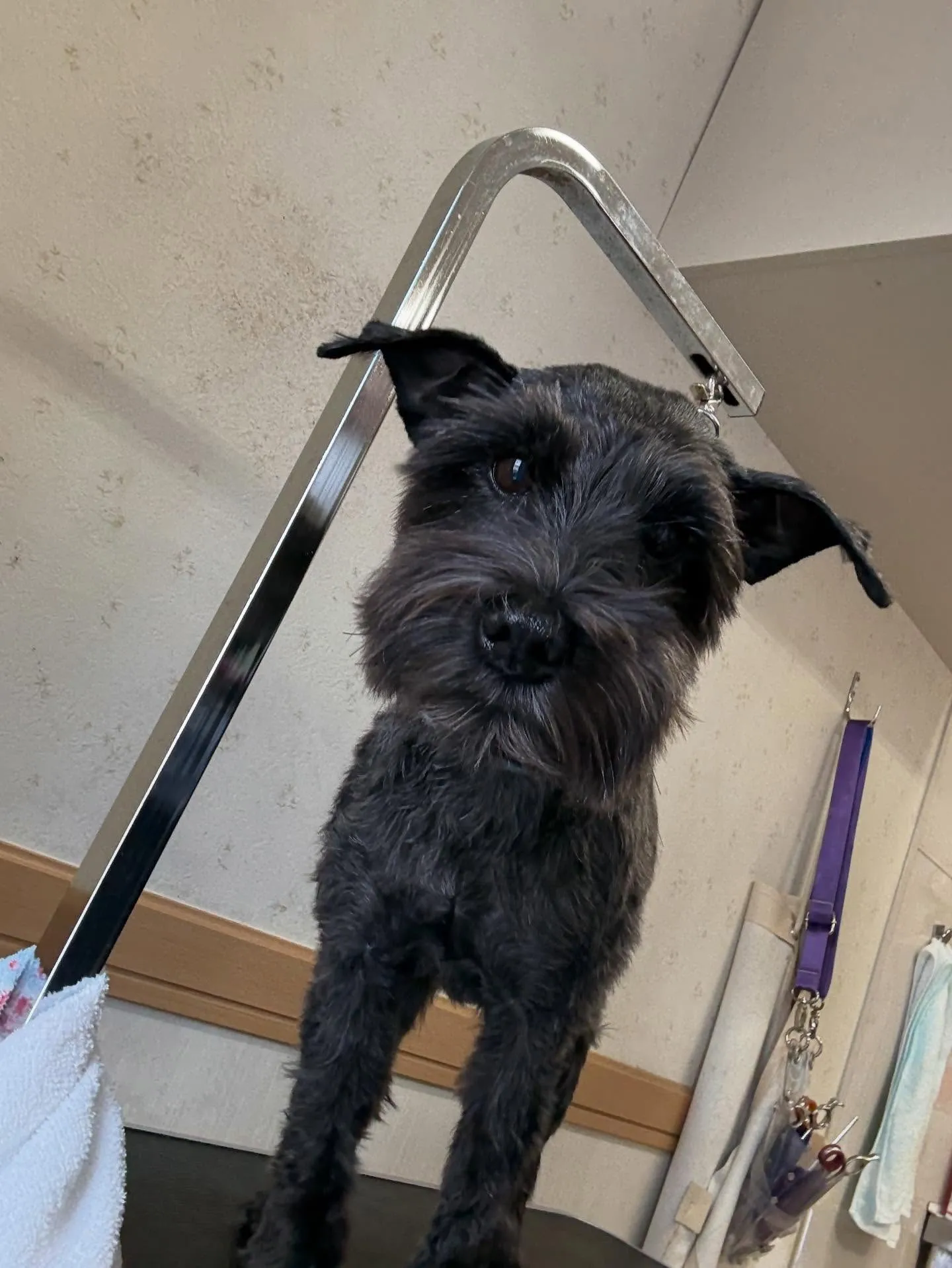 犬のトリミング✂️