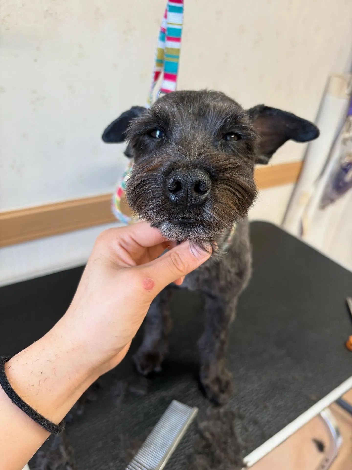 犬のトリミング✂️