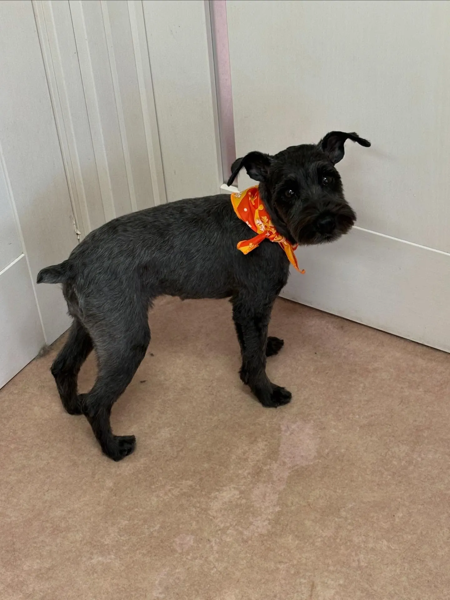 犬のトリミング✂️