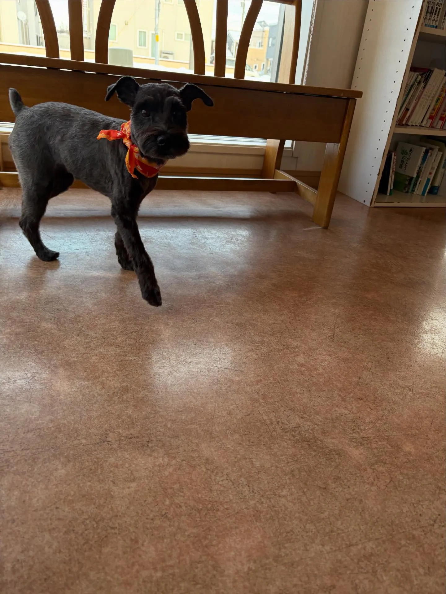 犬のトリミング✂️