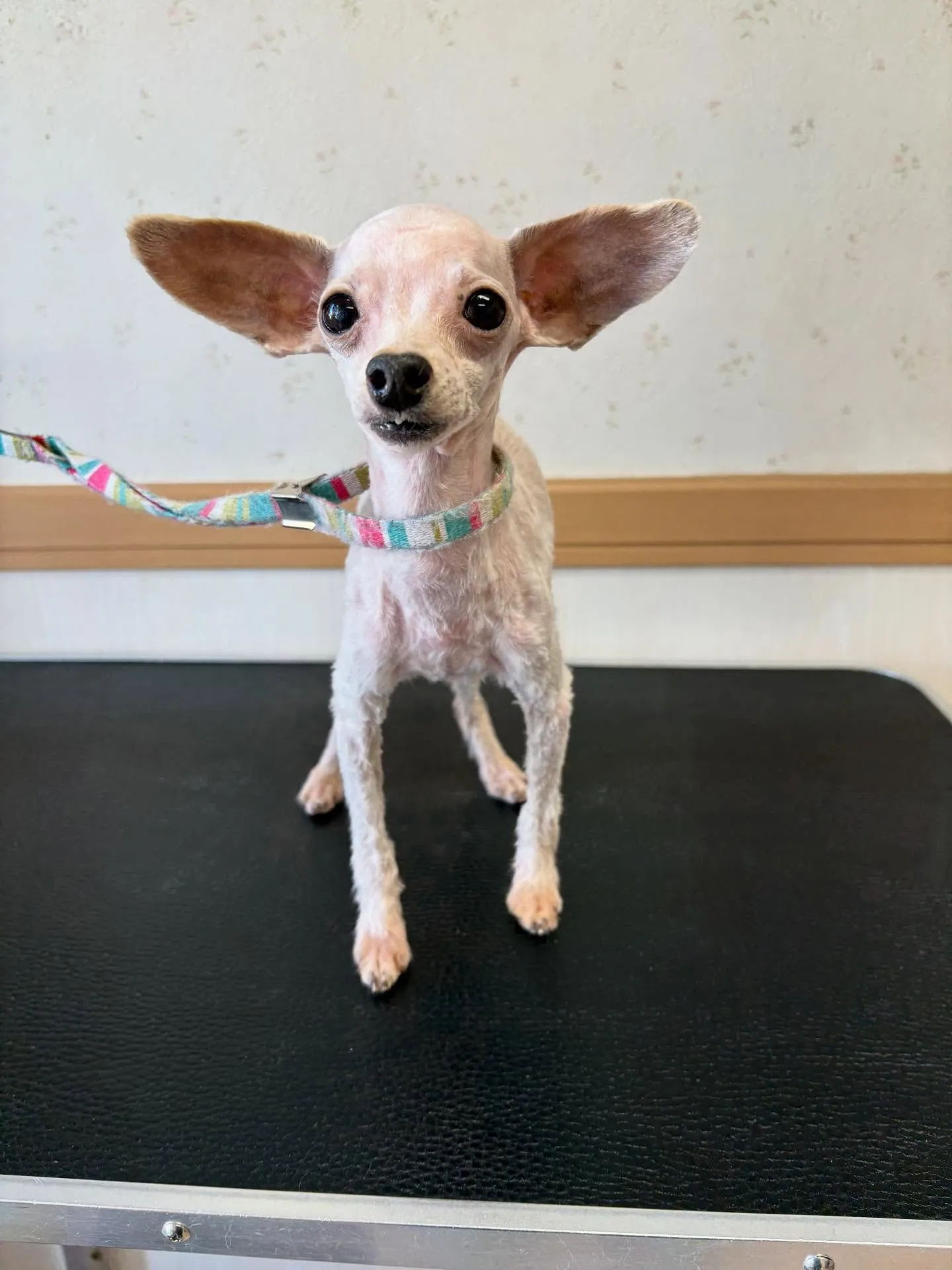 犬のトリミング✂️