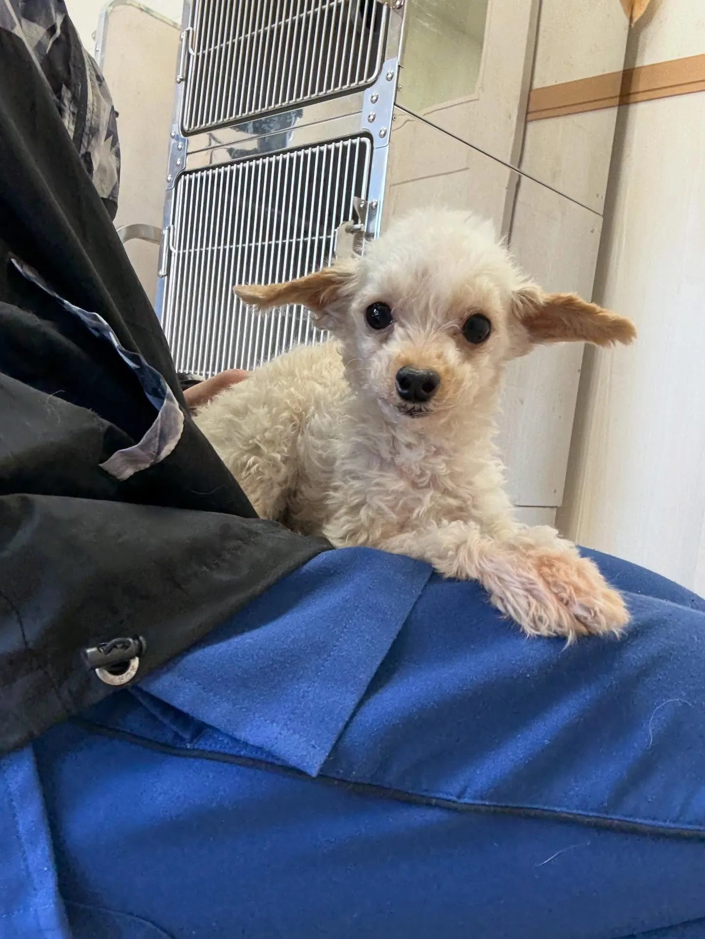 犬のトリミング✂️