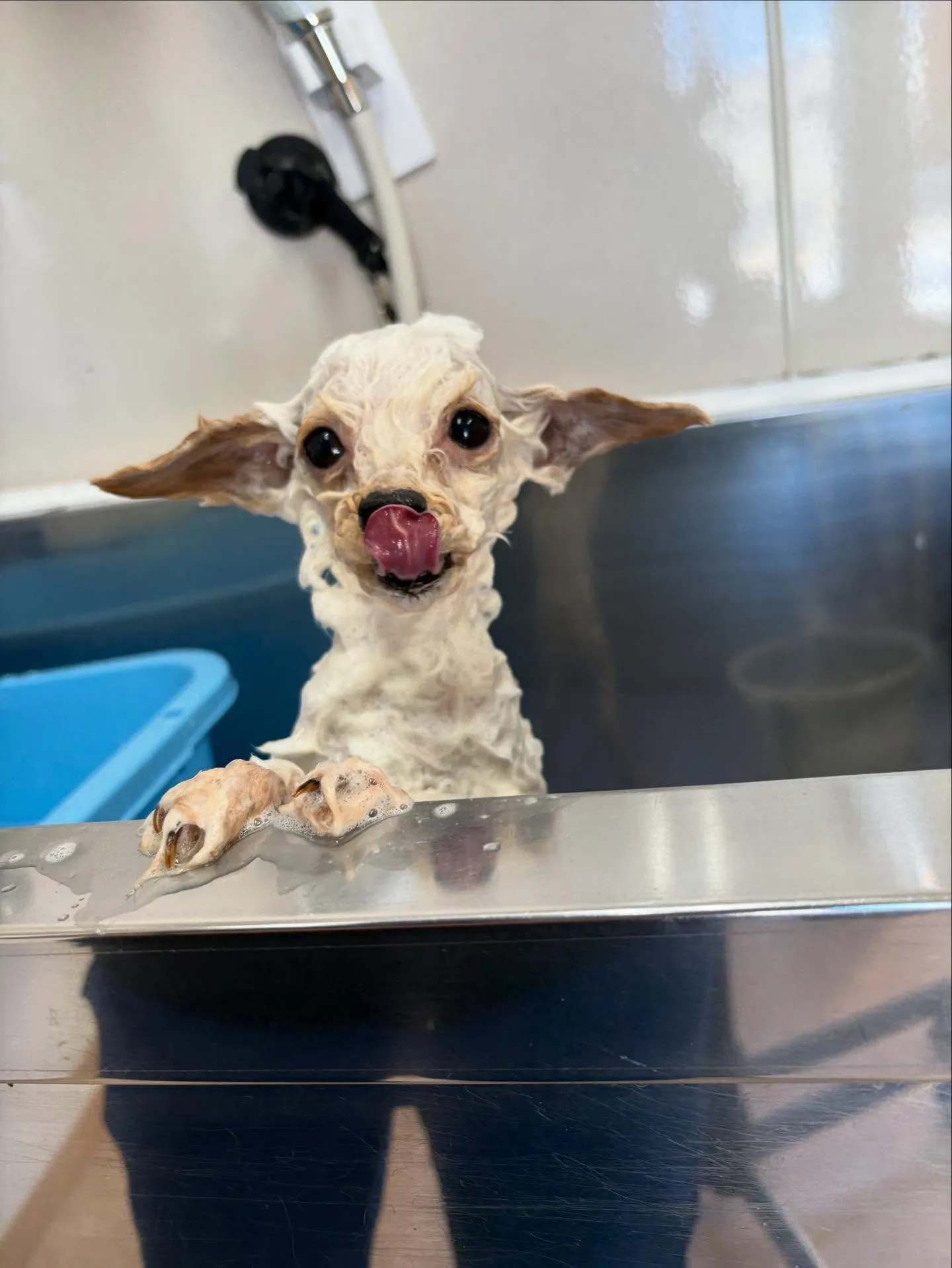 犬のトリミング✂️