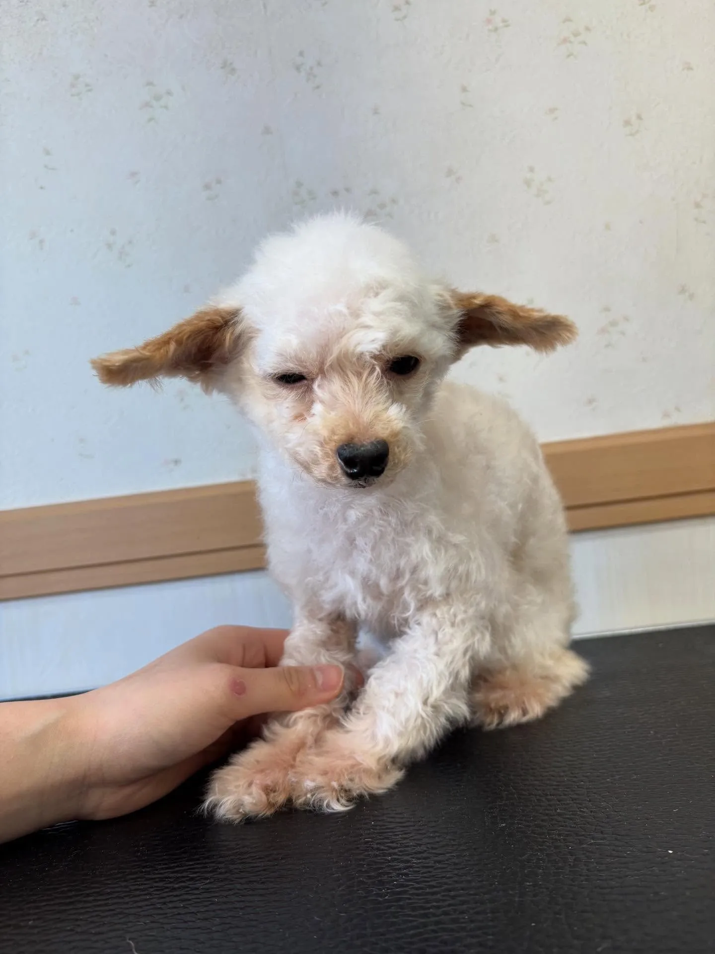 犬のトリミング✂️