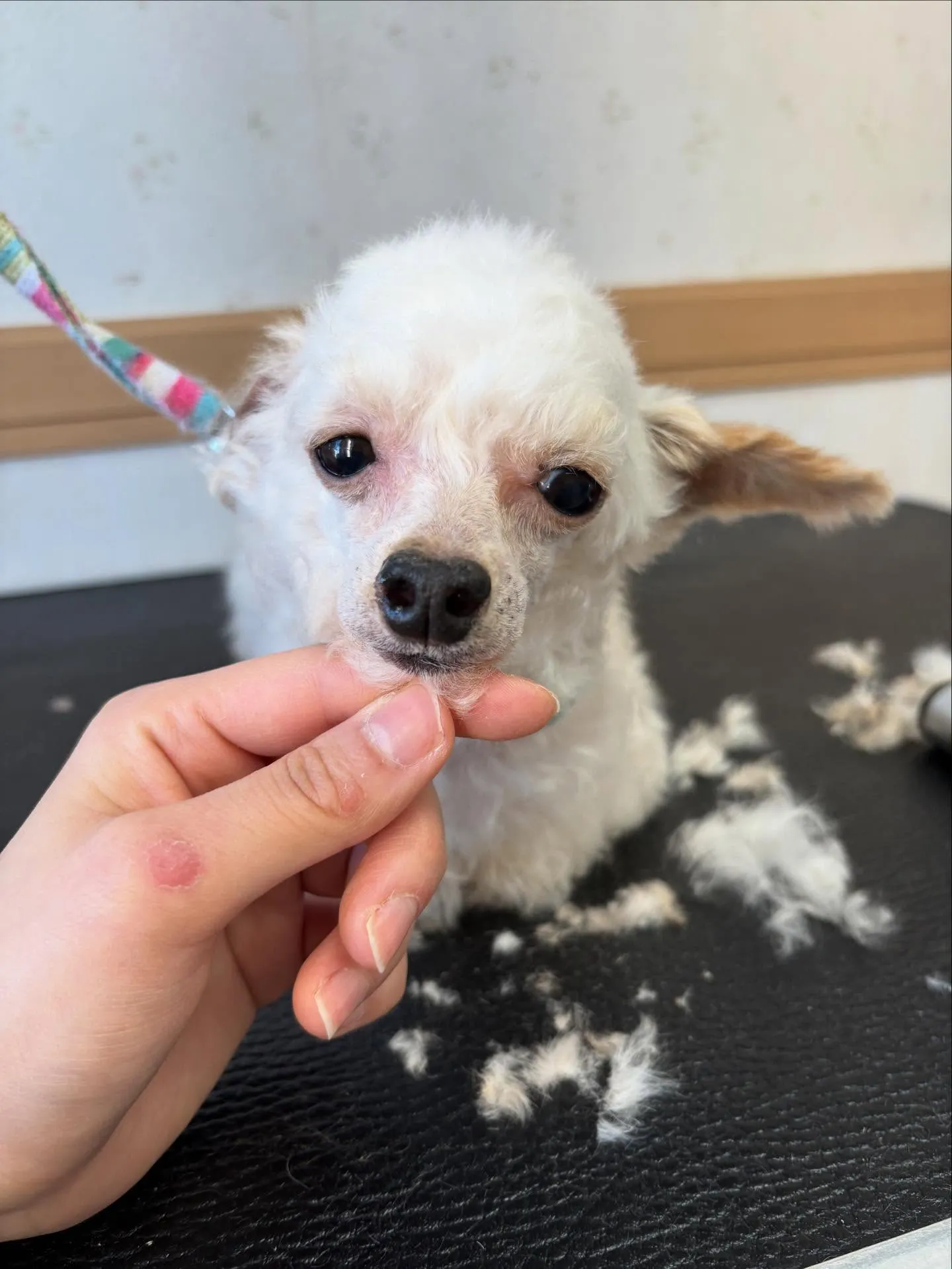 犬のトリミング✂️