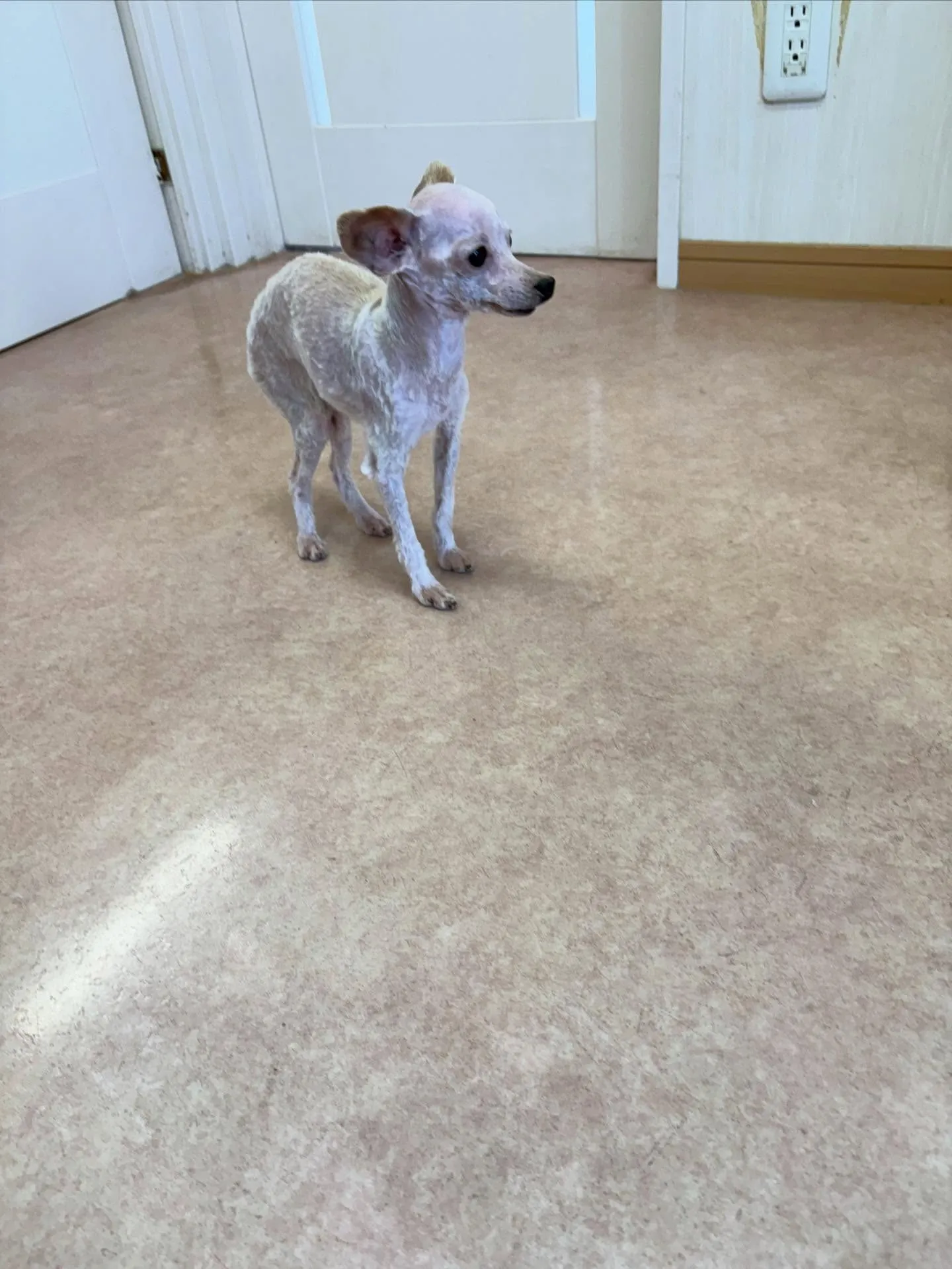 犬のトリミング✂️