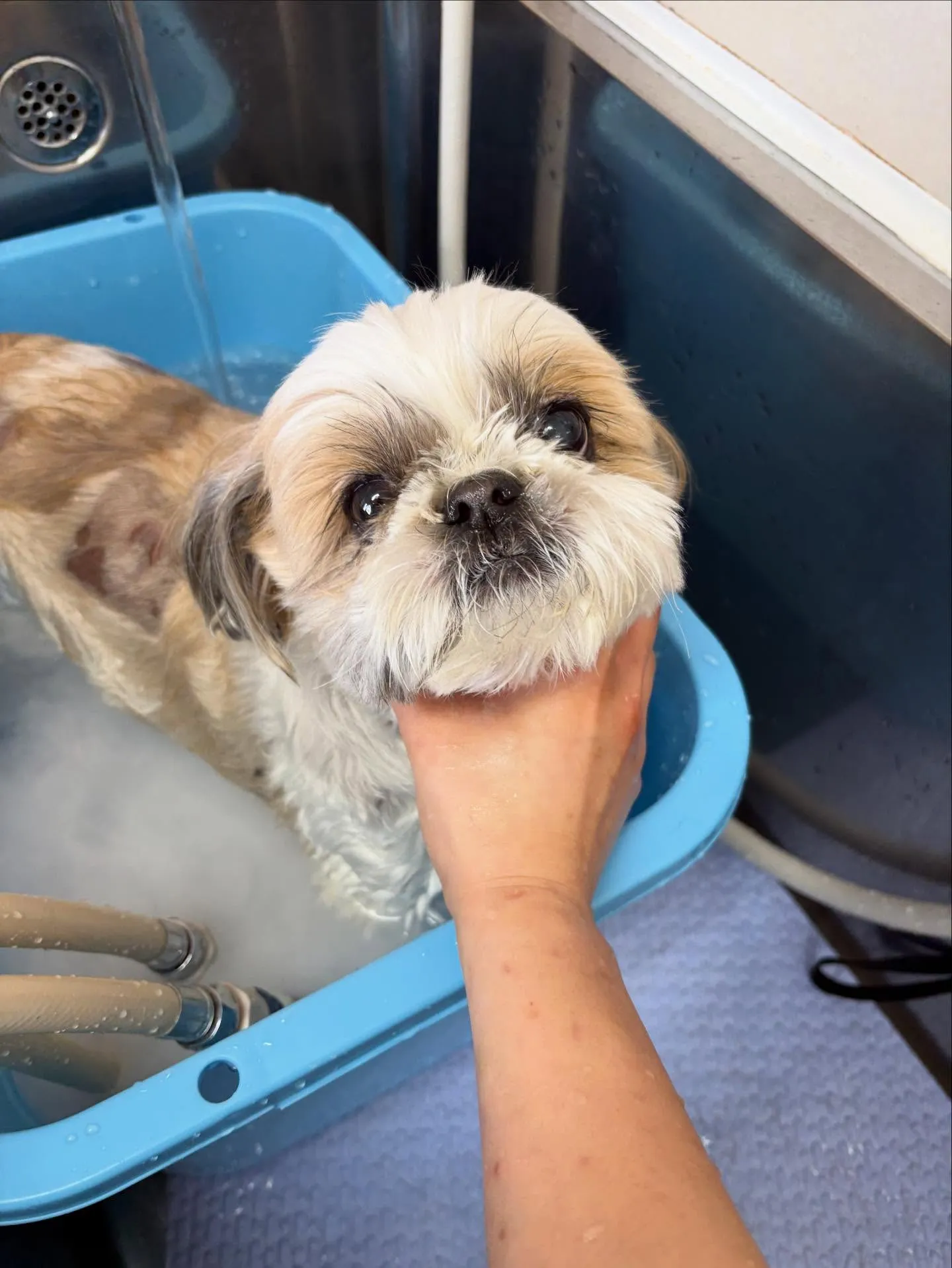 犬のトリミング✂️