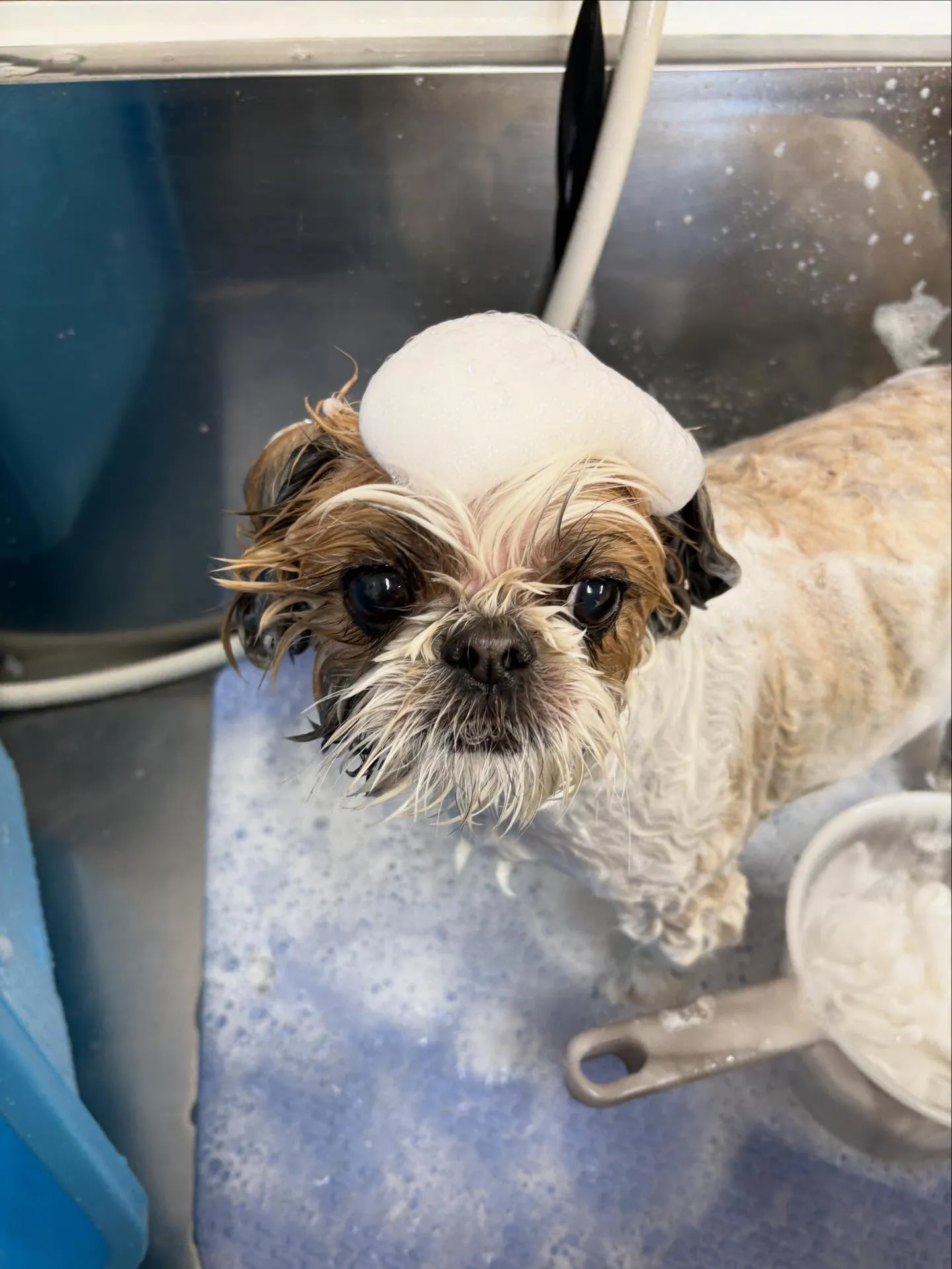 犬のトリミング✂️