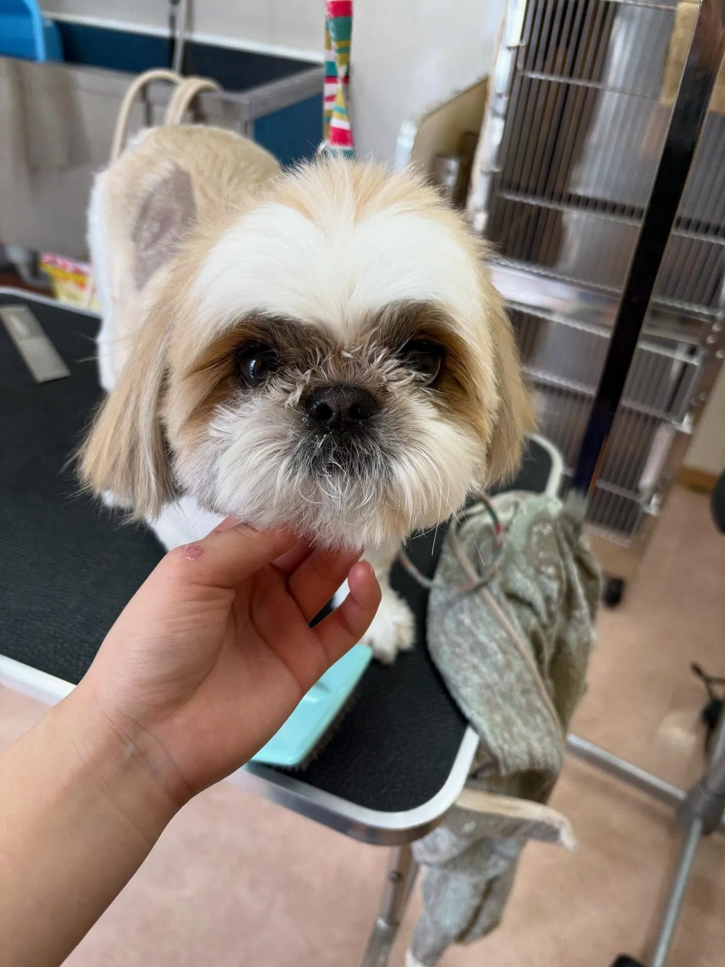 犬のトリミング✂️