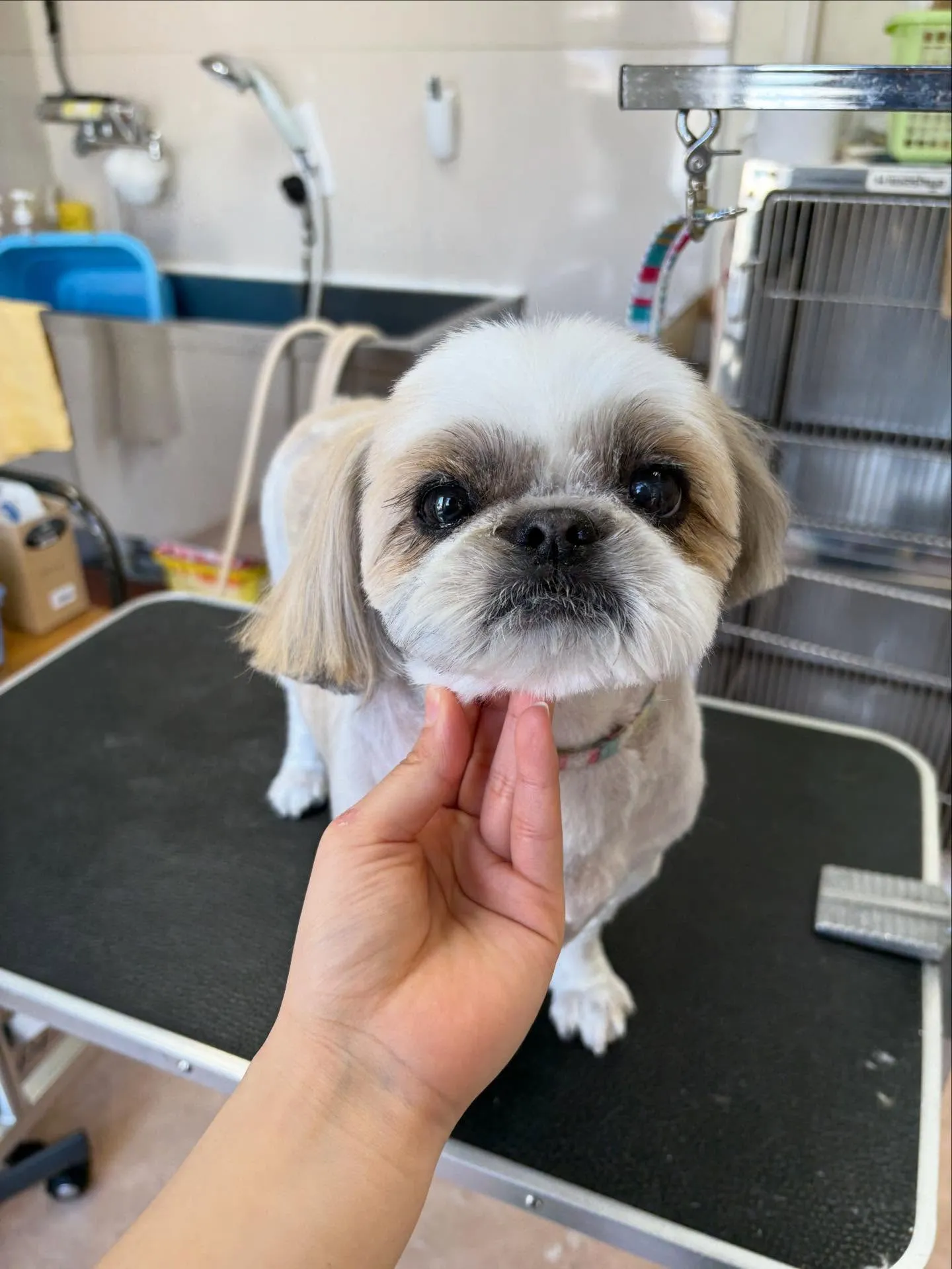 犬のトリミング✂️