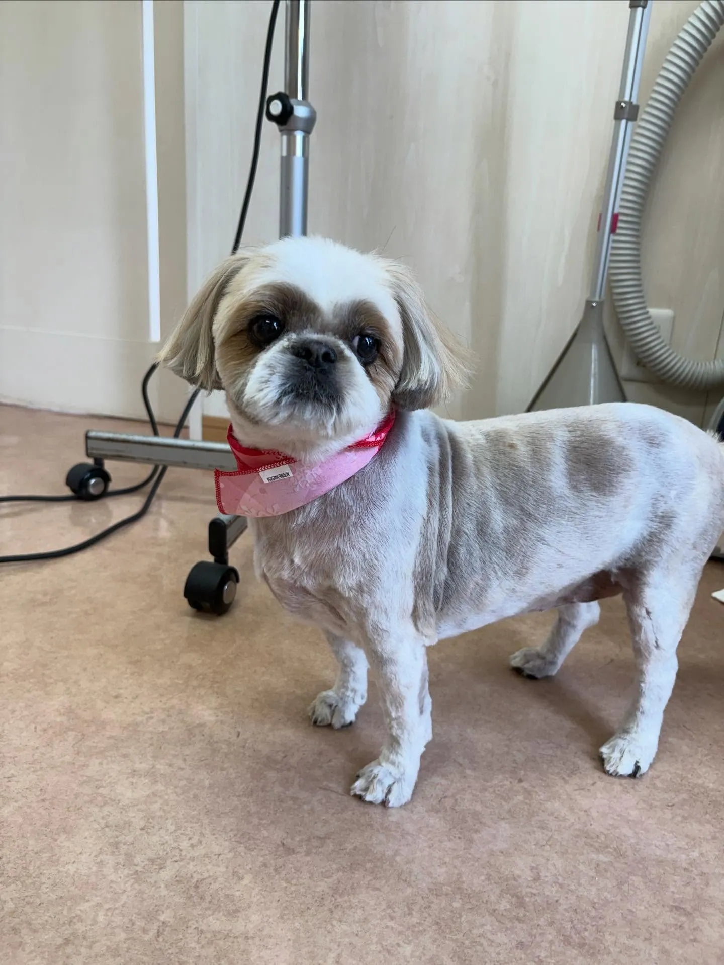 犬のトリミング✂️