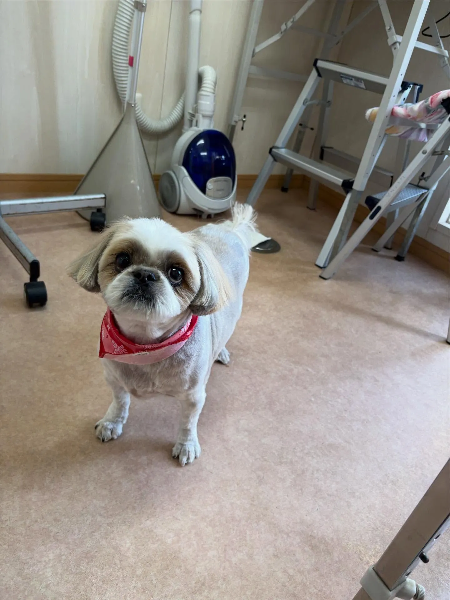 犬のトリミング✂️