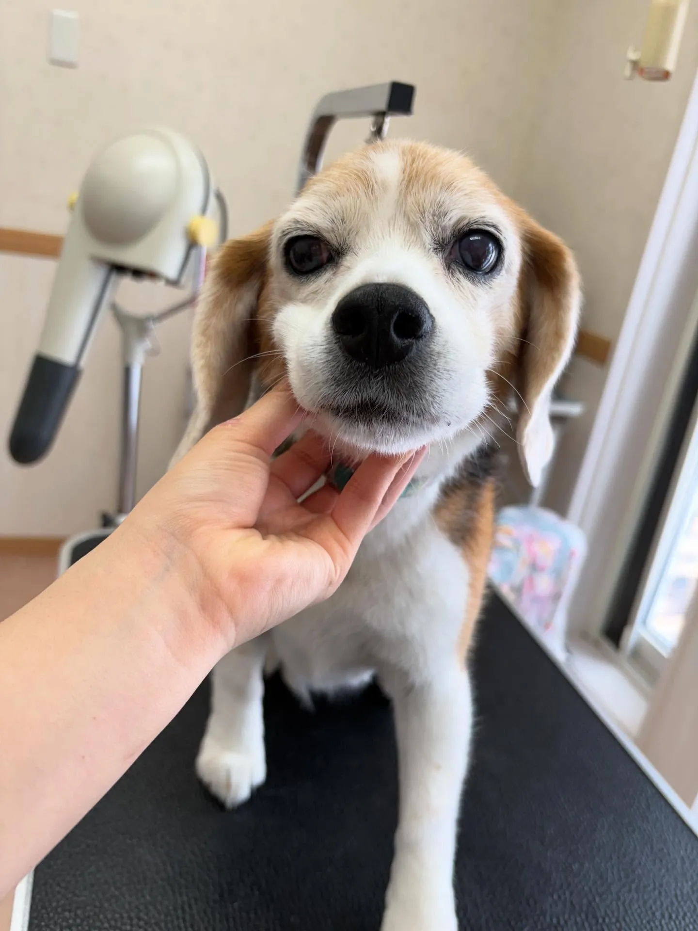 犬のシャンプー🫧