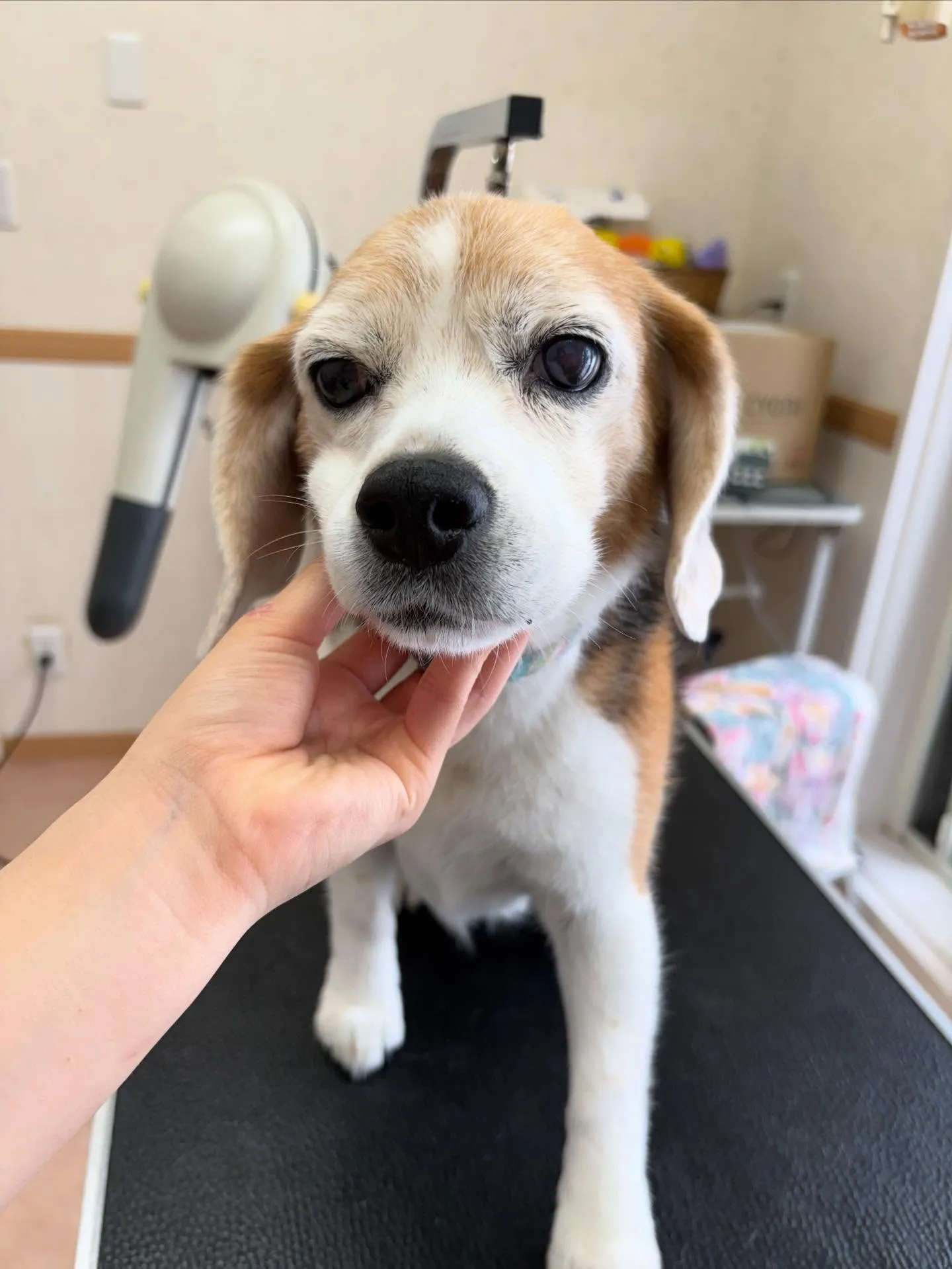 犬のシャンプー🫧