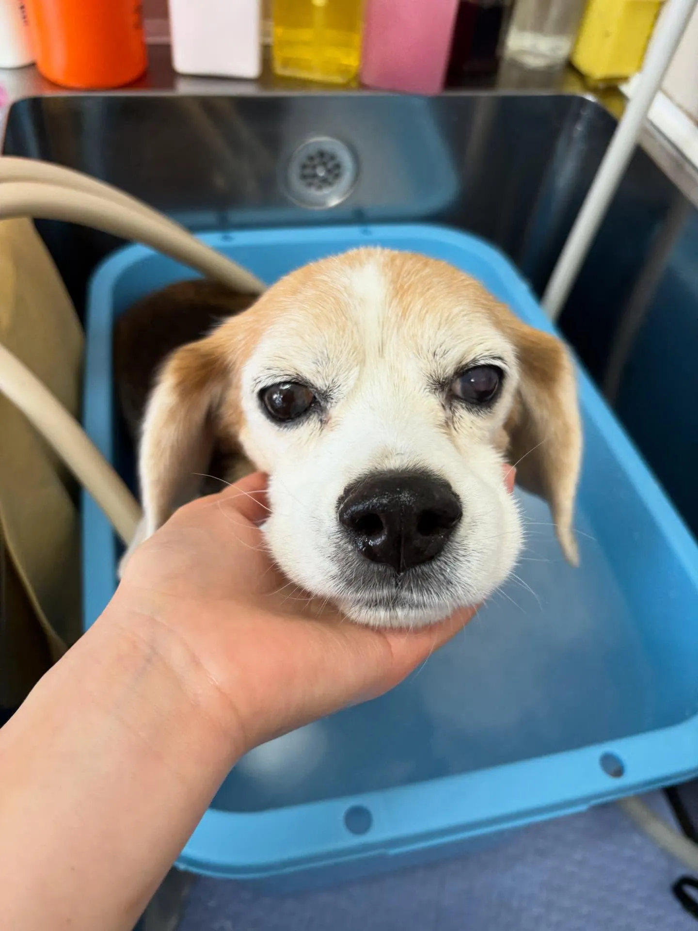 犬のシャンプー🫧