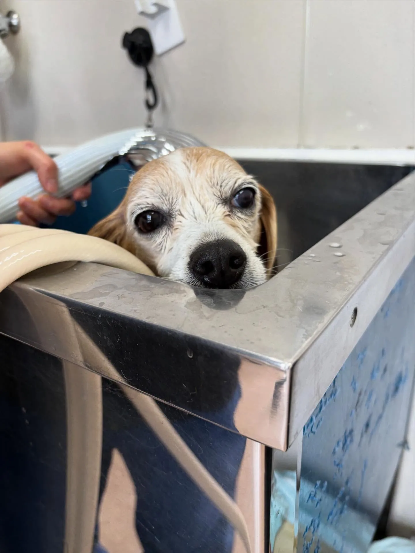 犬のシャンプー🫧