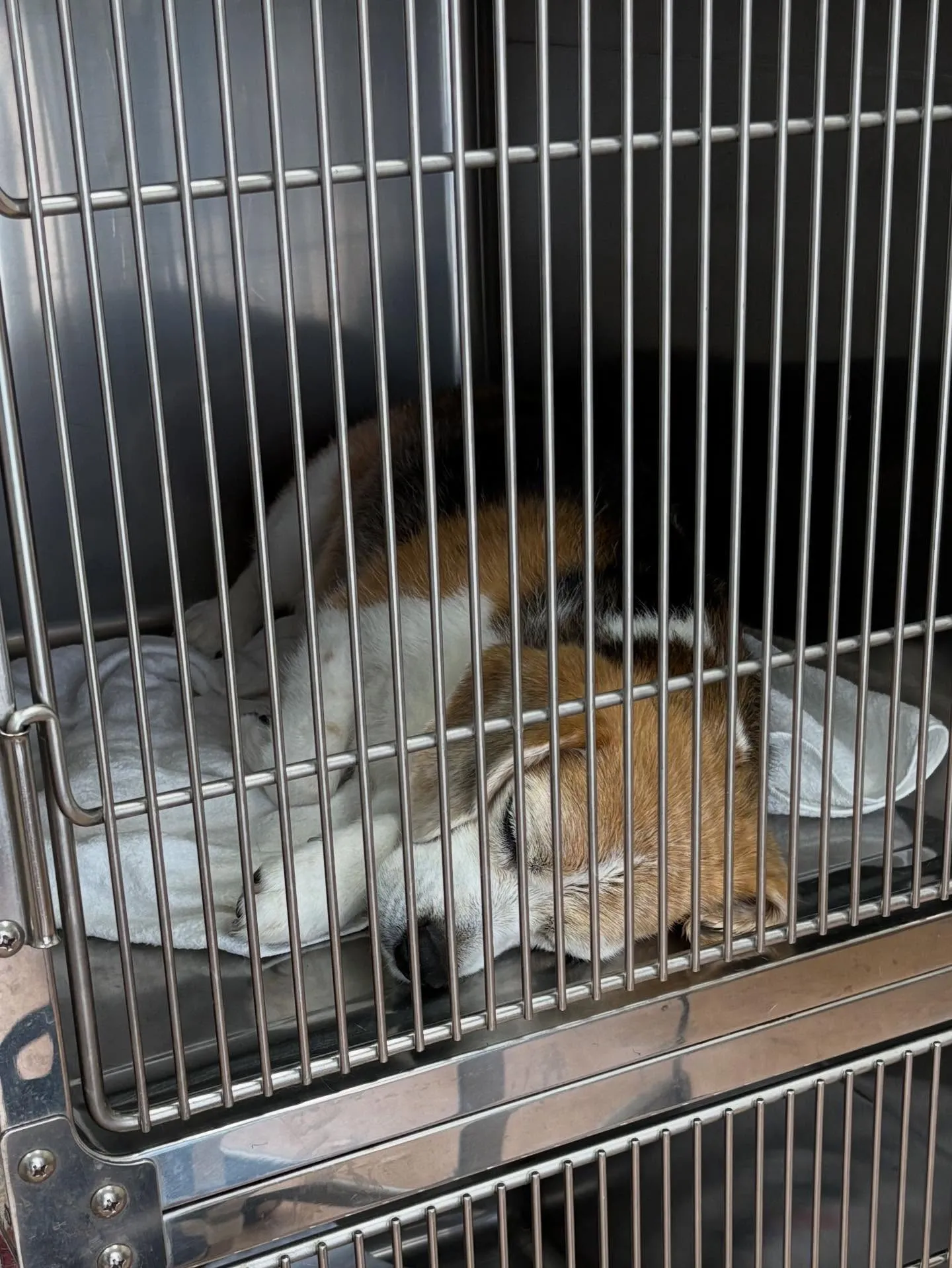 犬のシャンプー🫧