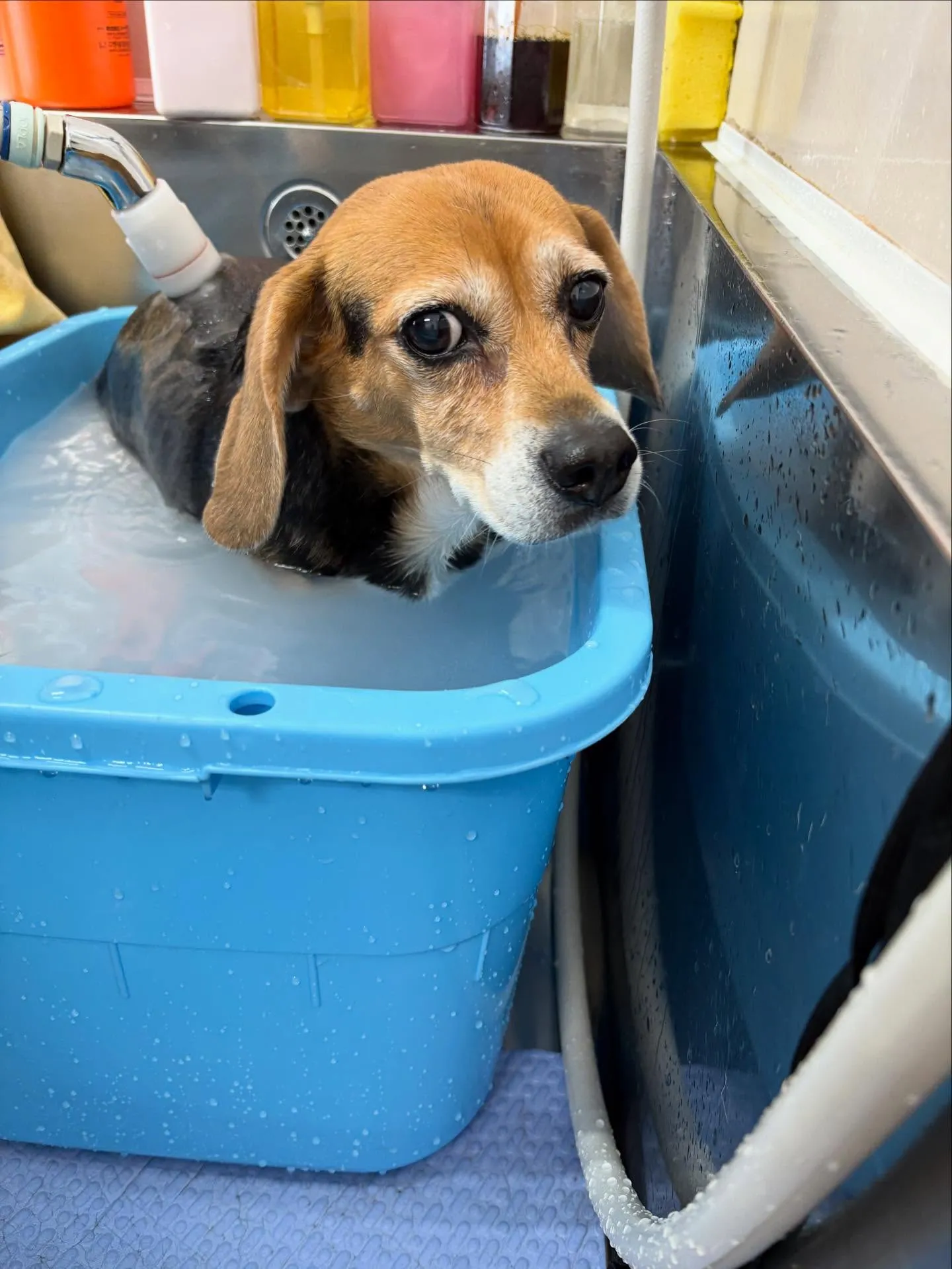 犬のシャンプー🫧