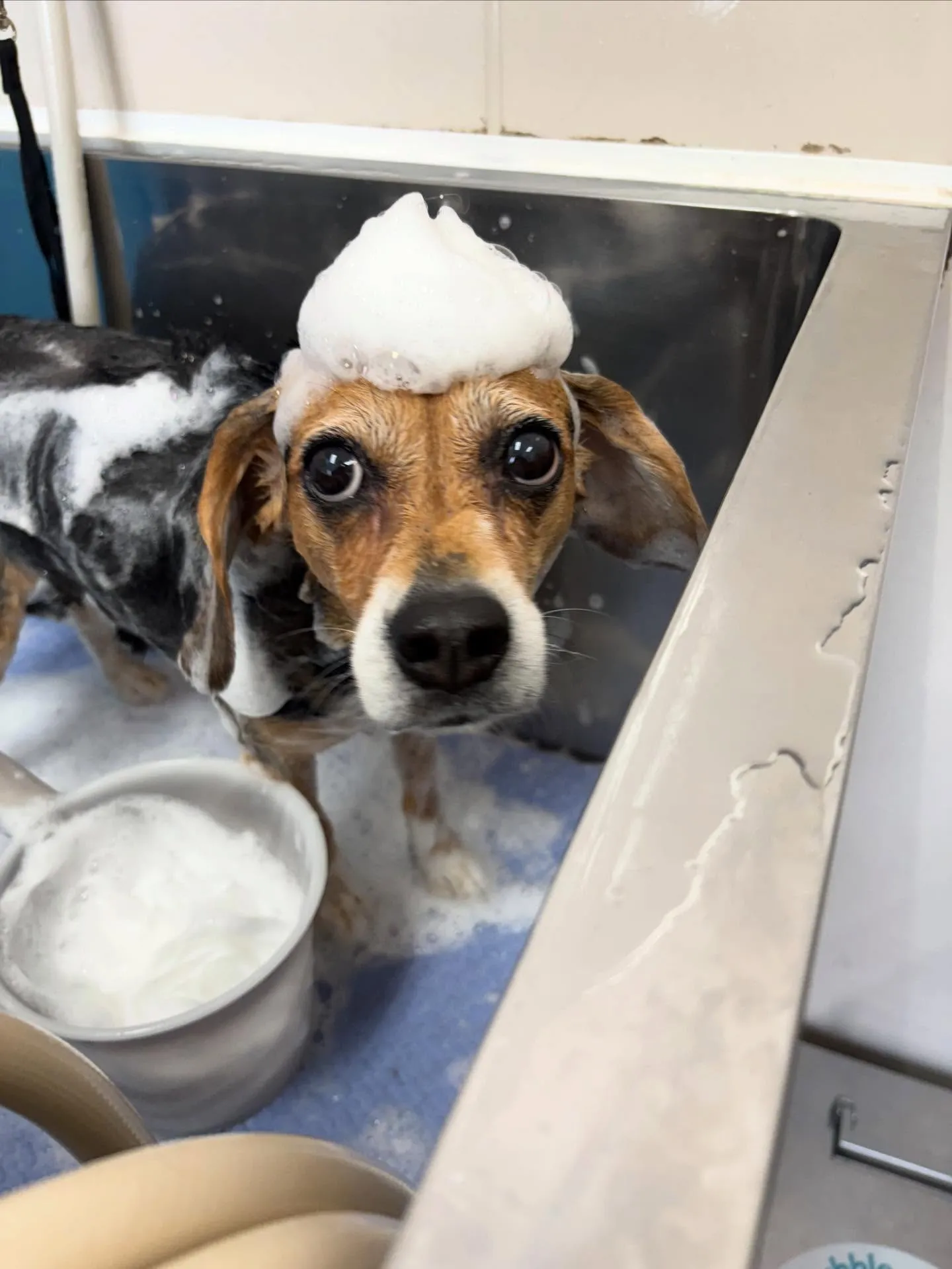 犬のシャンプー🫧