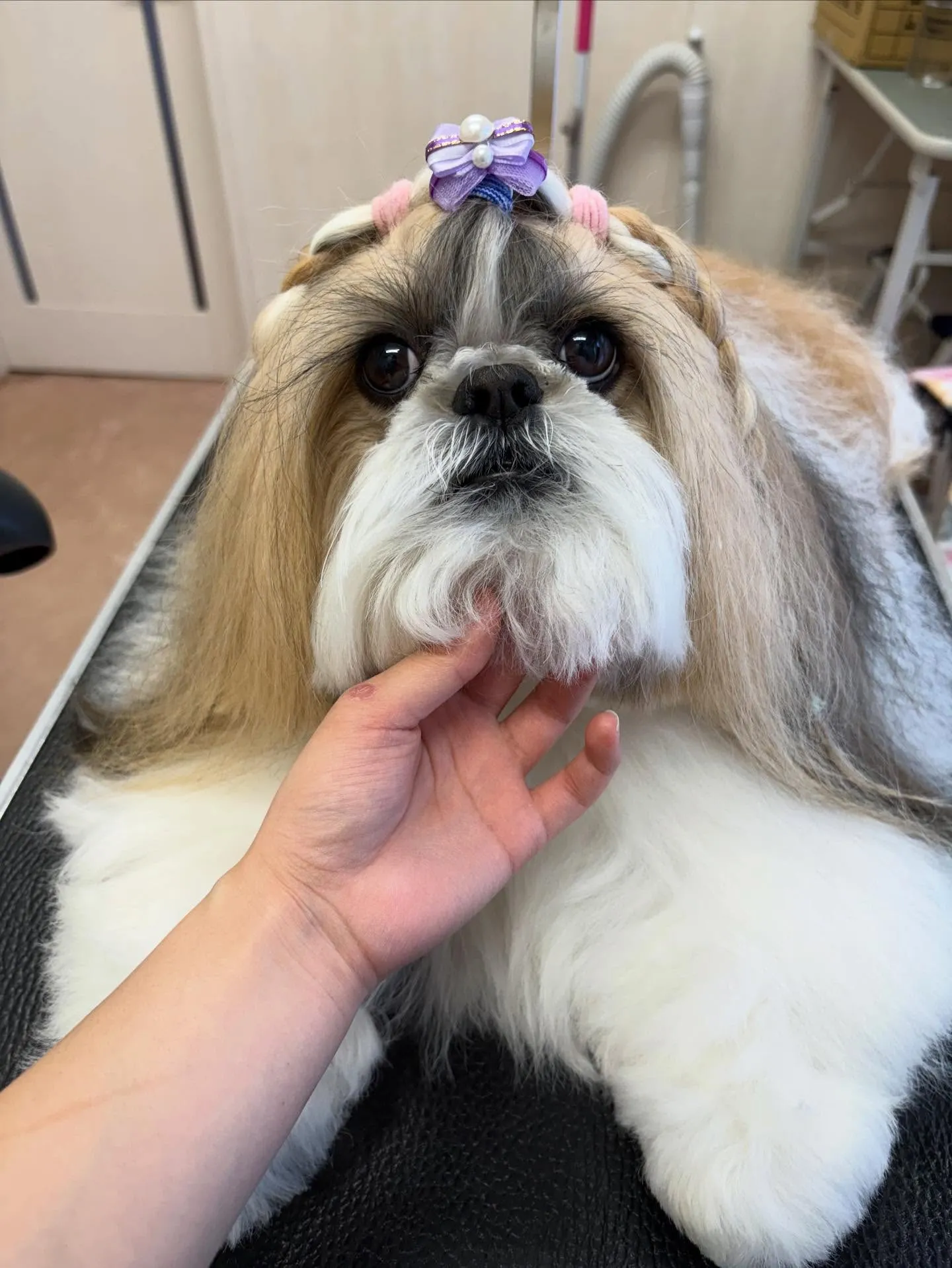 犬のシャンプー🫧