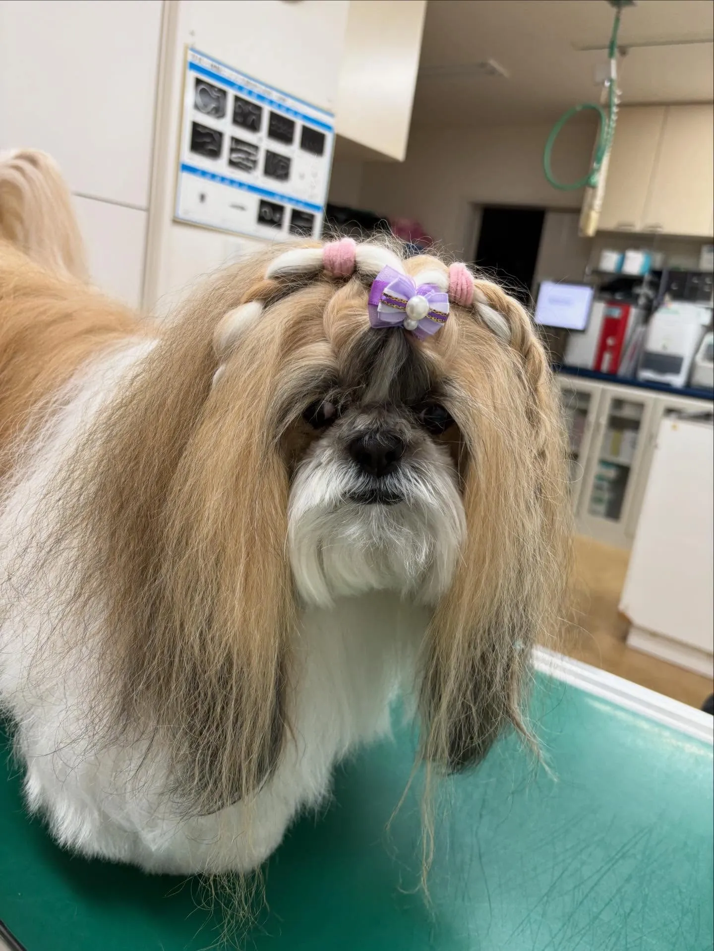 犬のシャンプー🫧