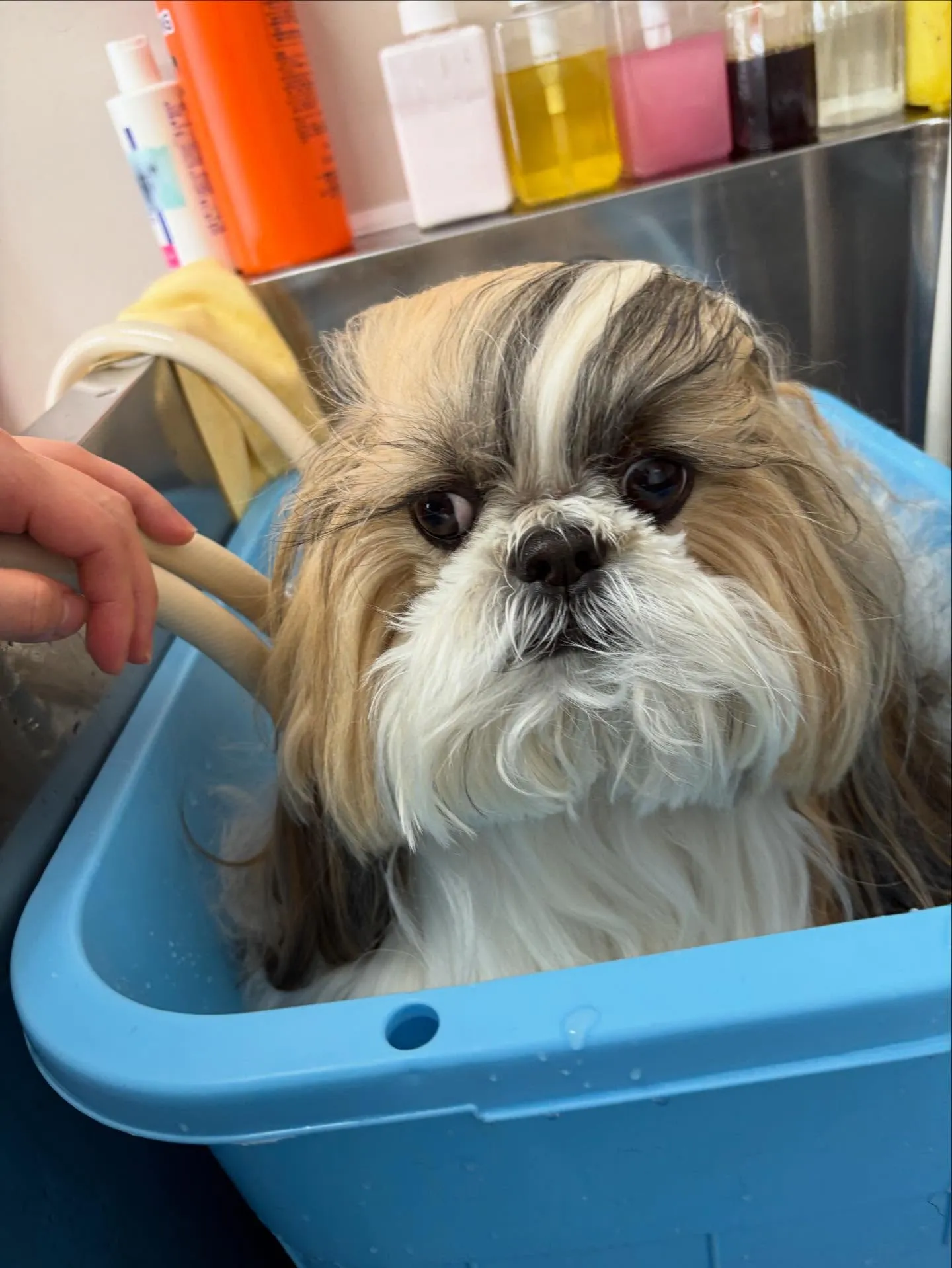 犬のシャンプー🫧