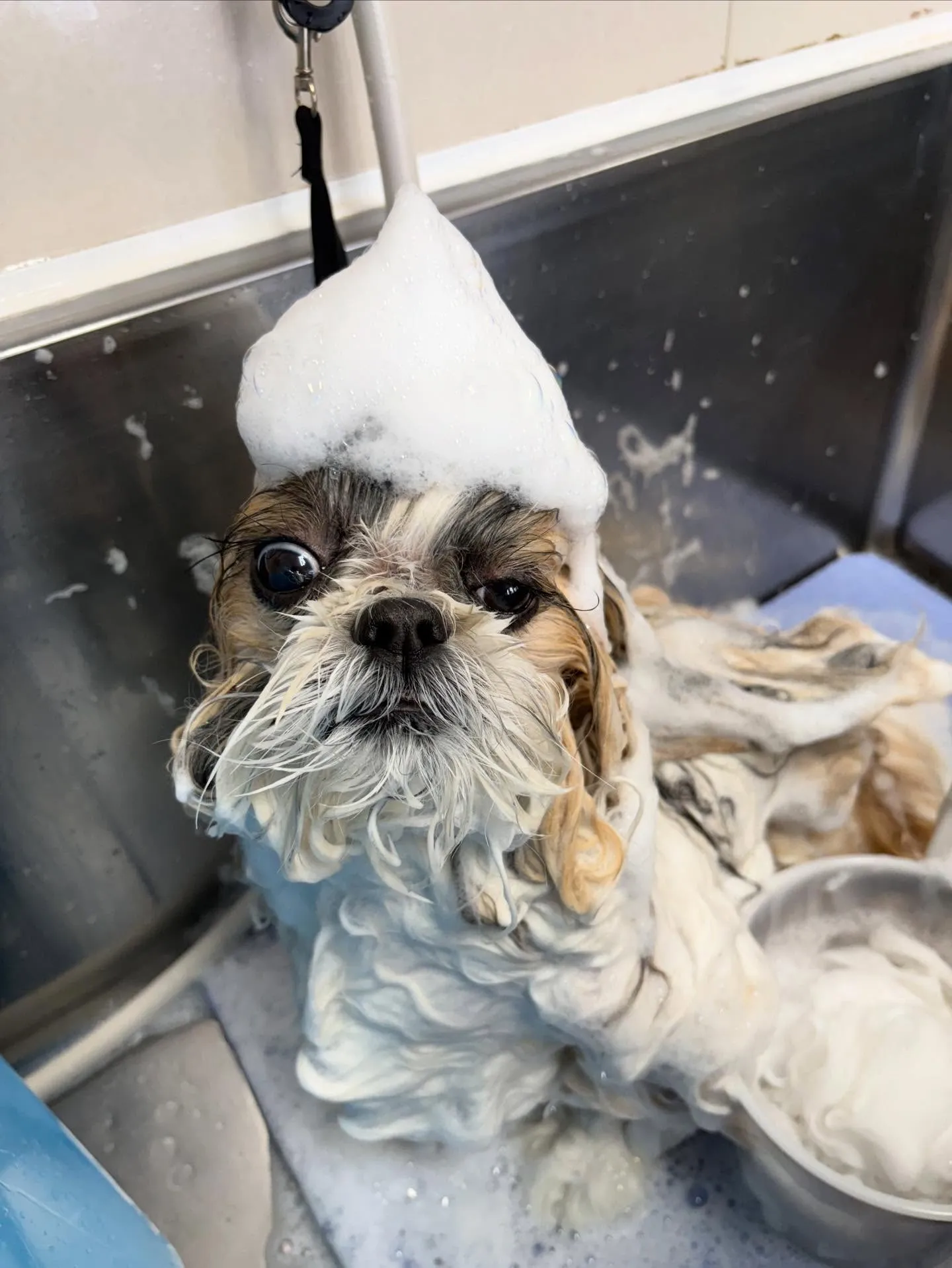 犬のシャンプー🫧