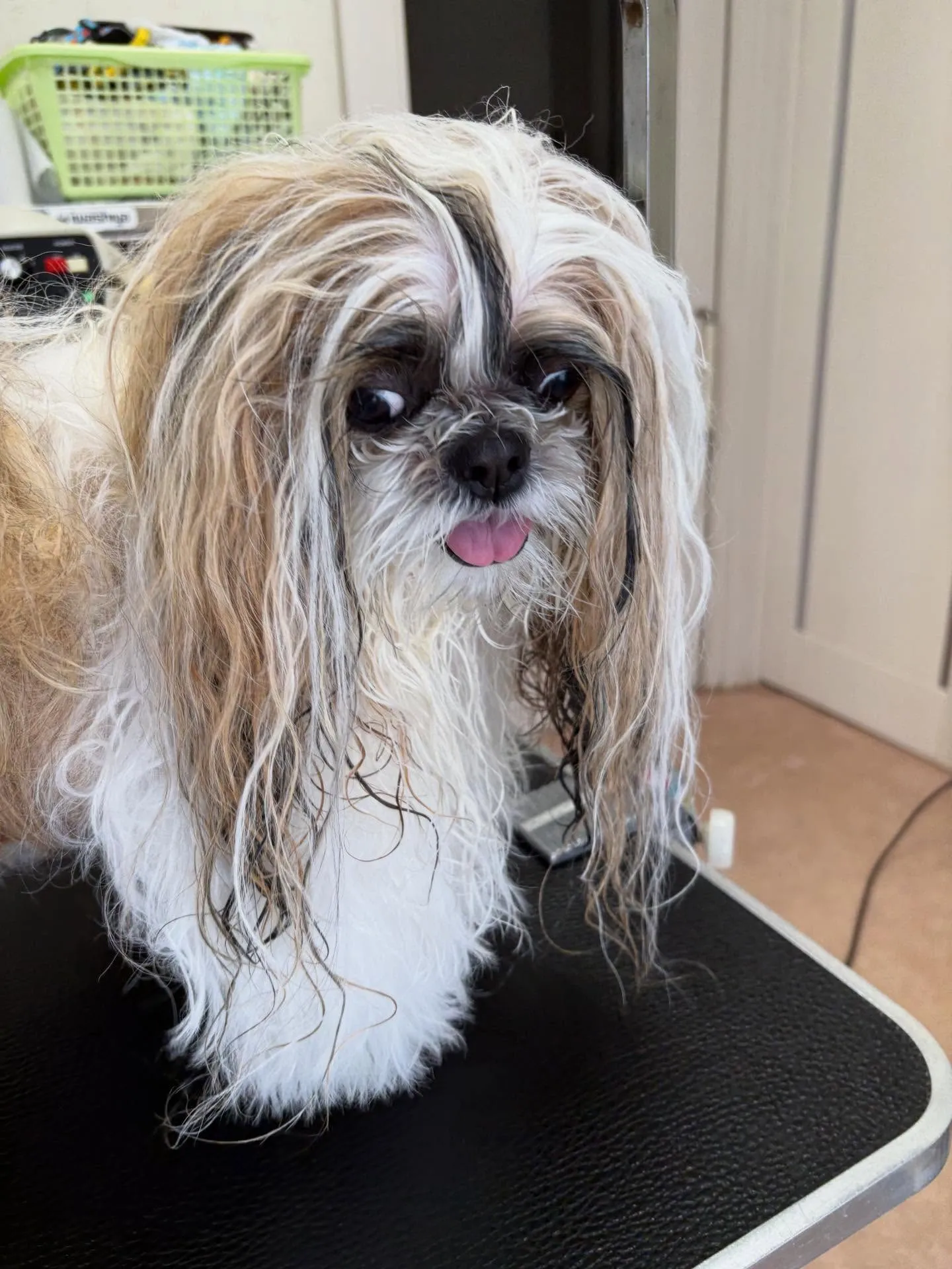 犬のシャンプー🫧