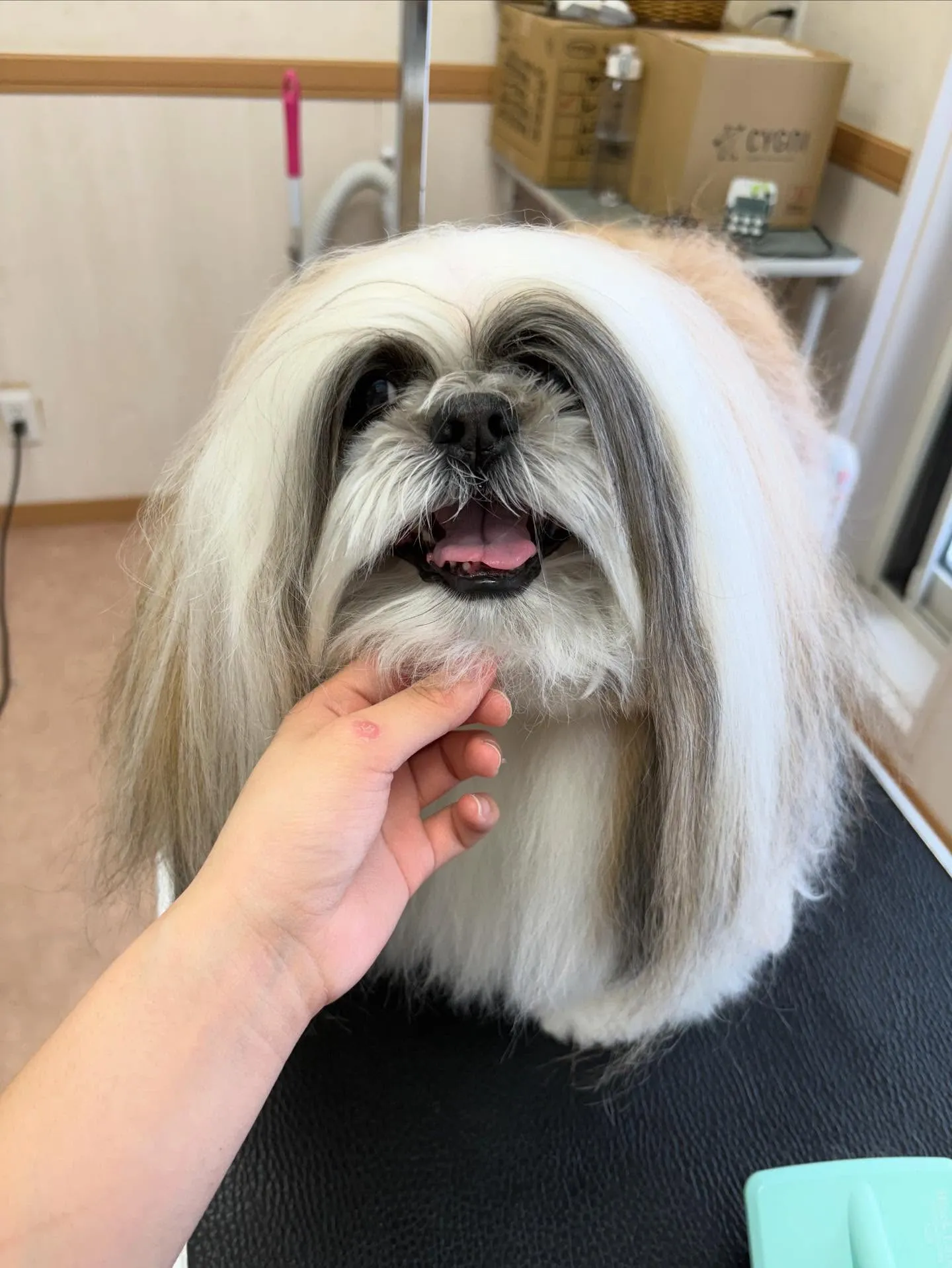 犬のシャンプー🫧