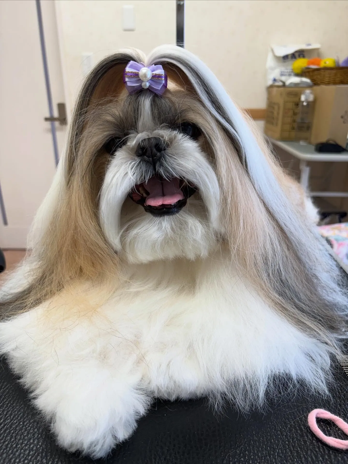 犬のシャンプー🫧