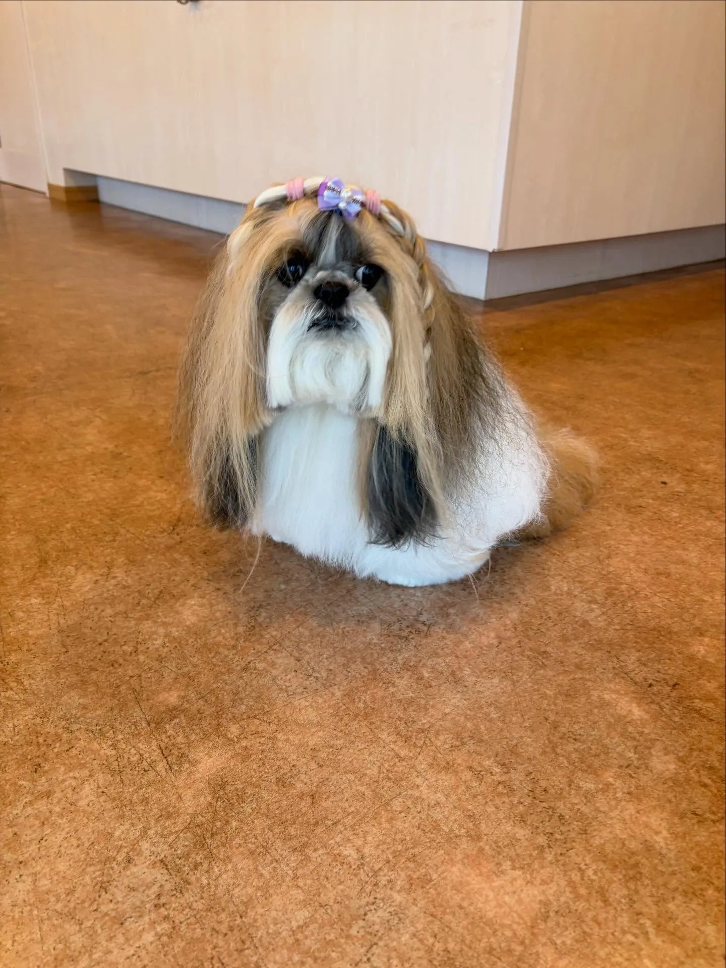 犬のシャンプー🫧