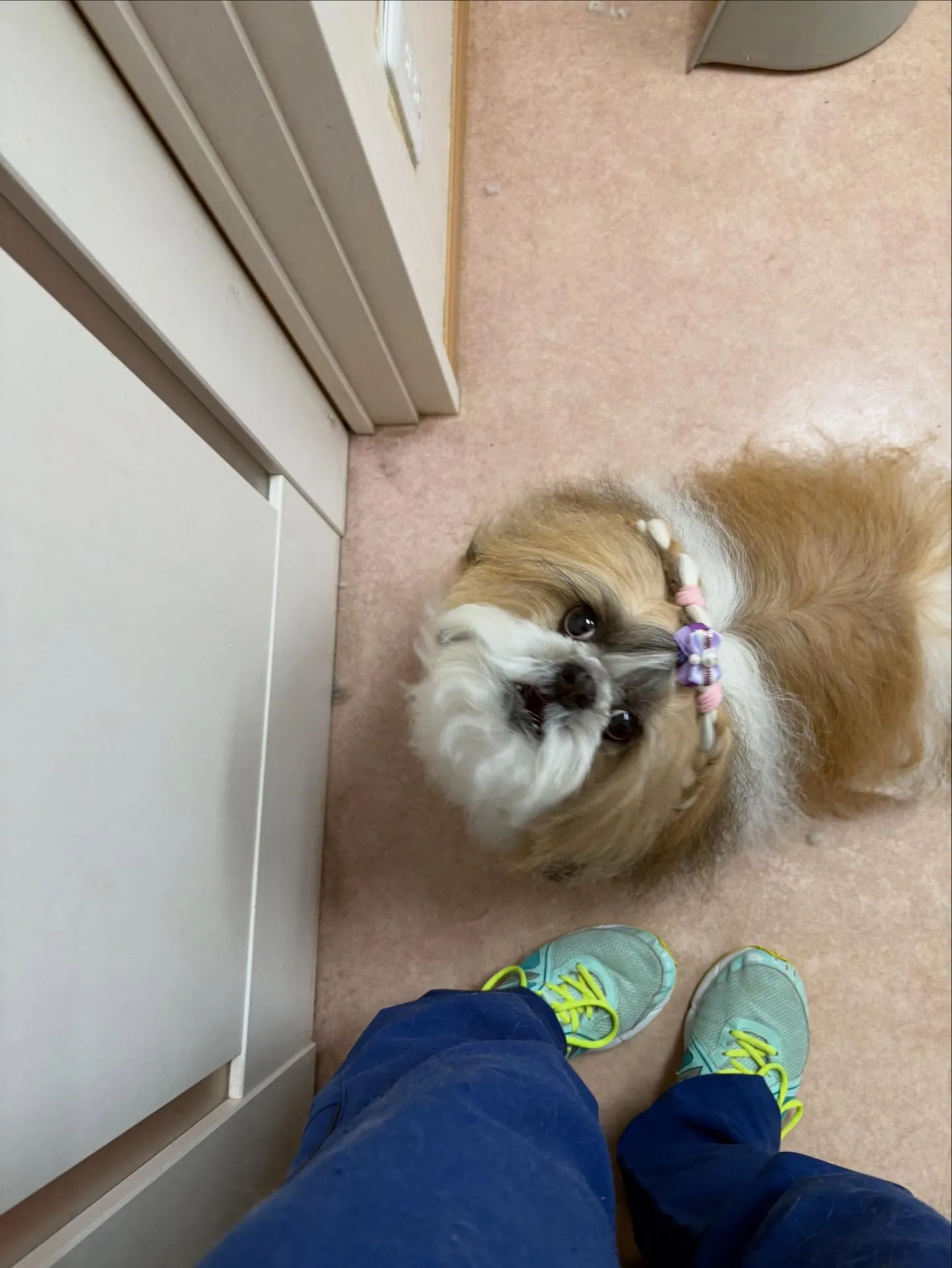 犬のシャンプー🫧