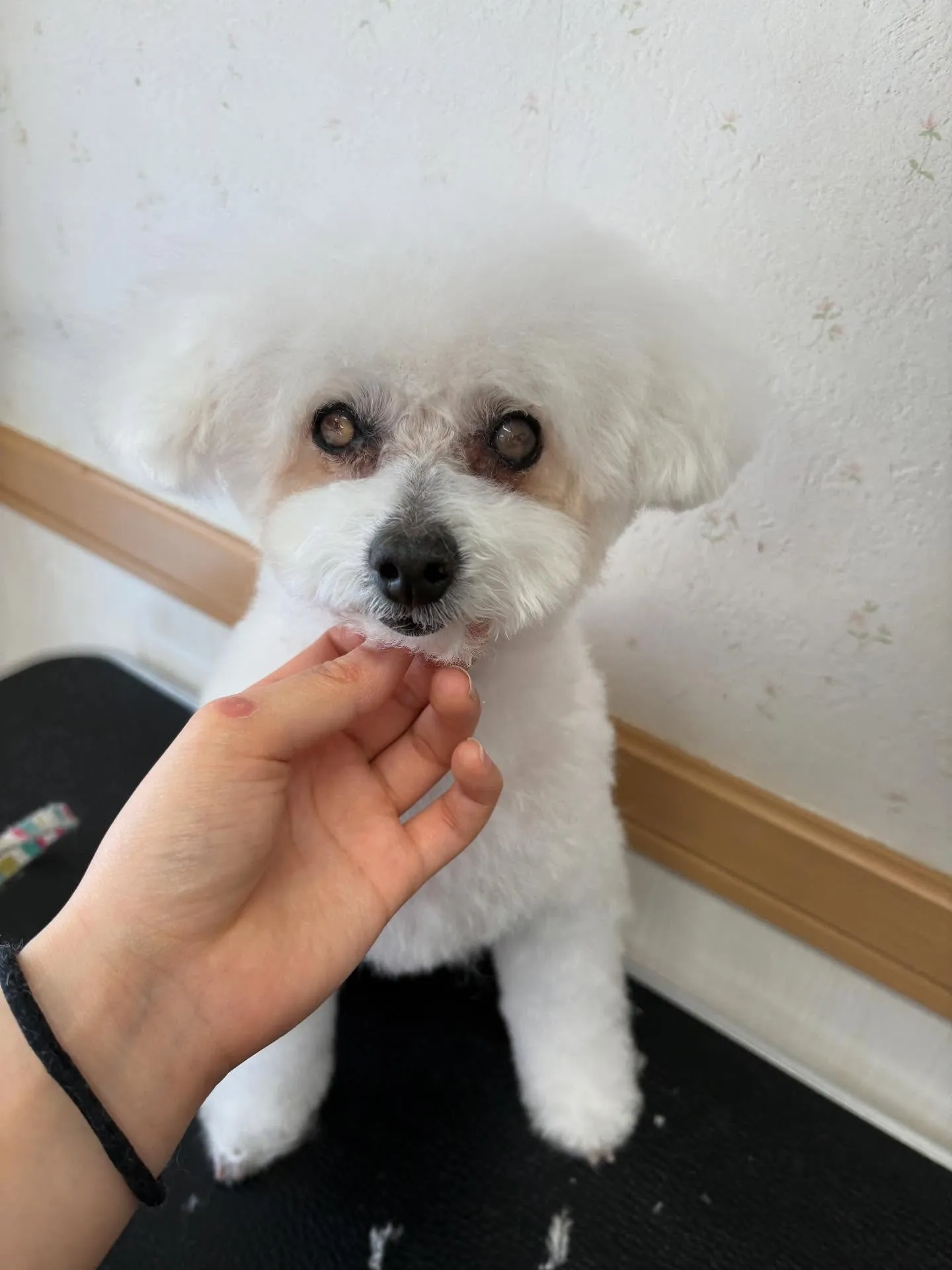 犬のトリミング✂️