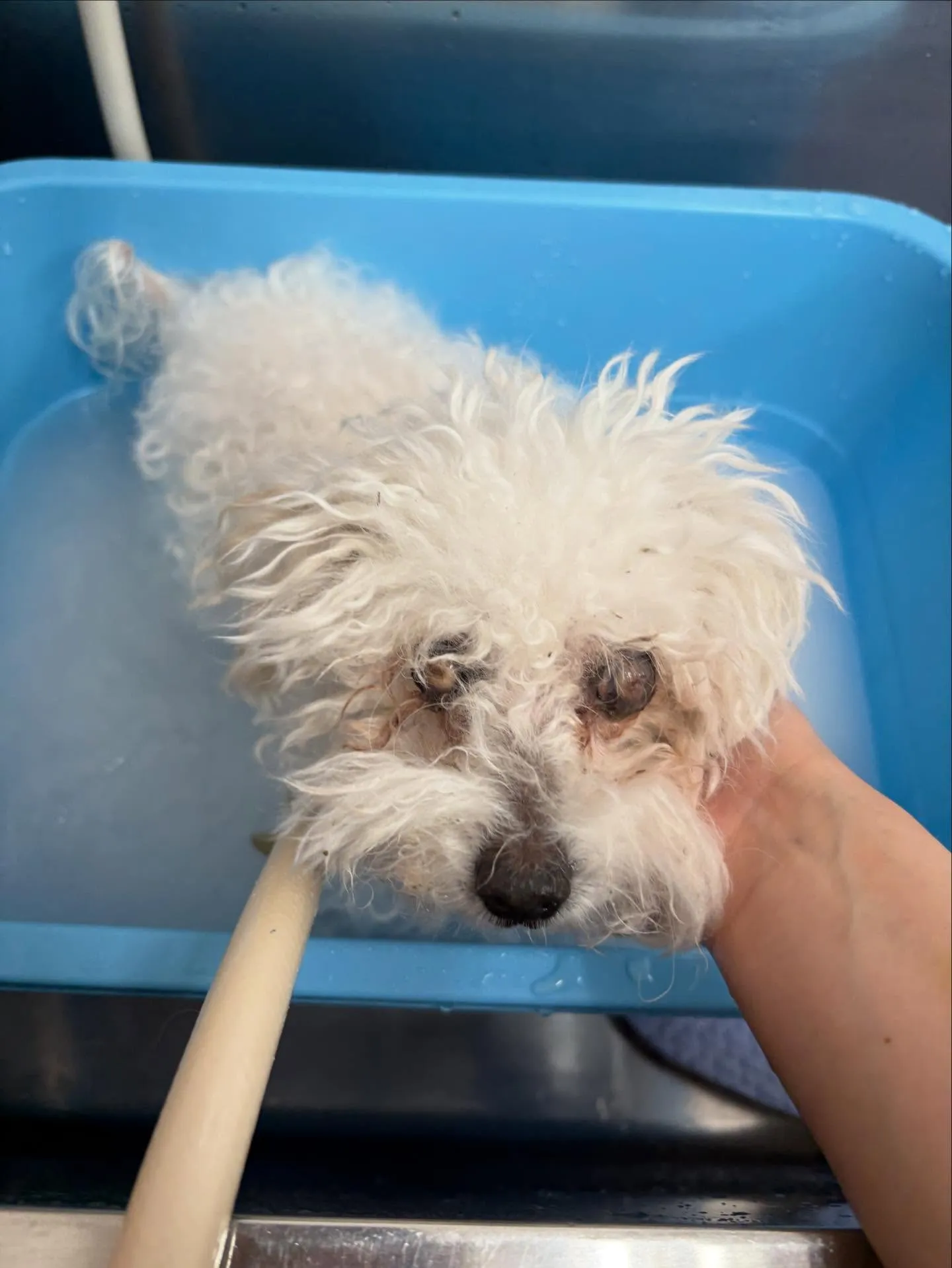 犬のトリミング✂️