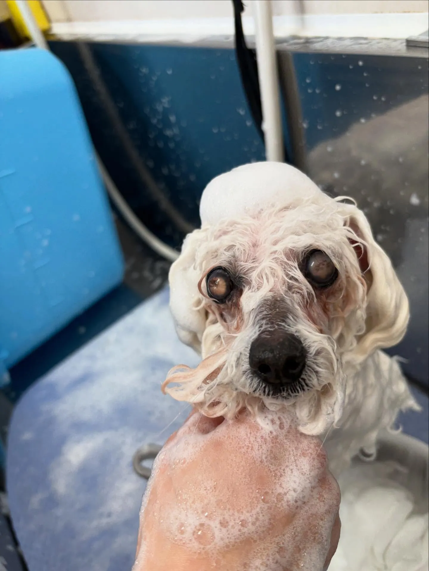 犬のトリミング✂️