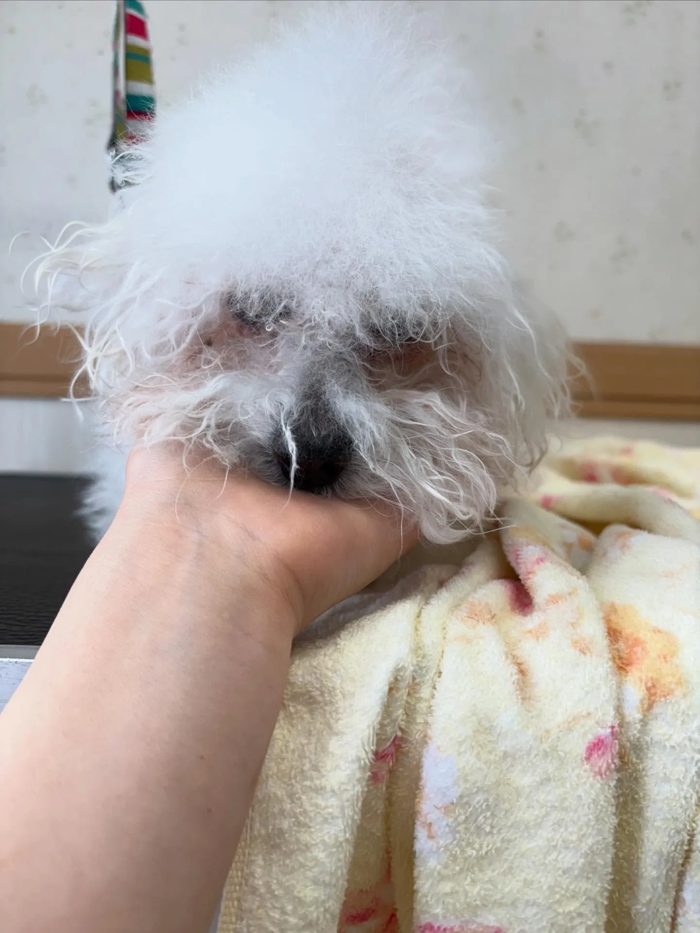 犬のトリミング✂️