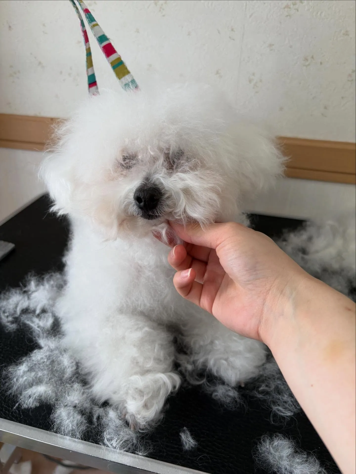 犬のトリミング✂️