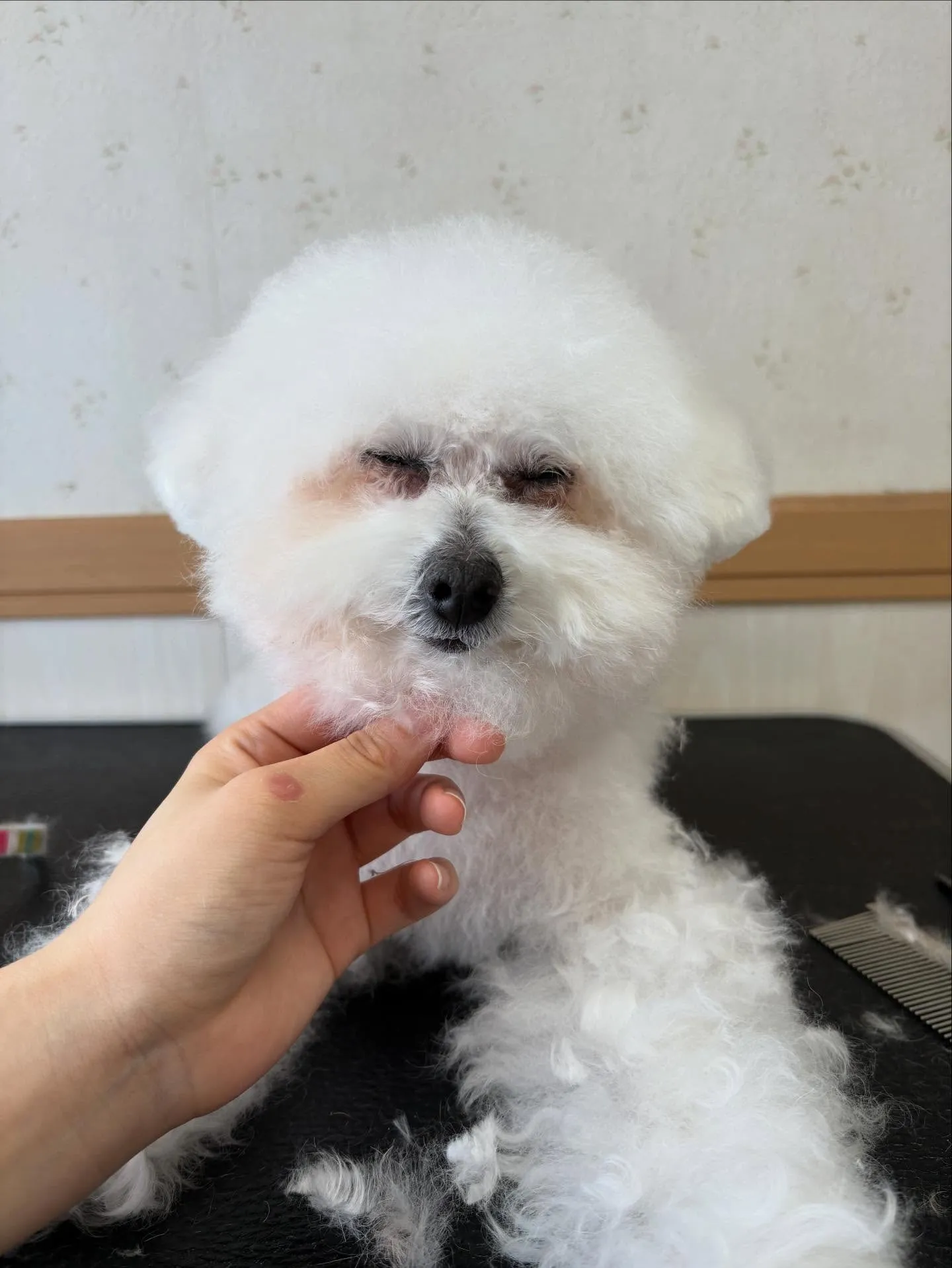 犬のトリミング✂️