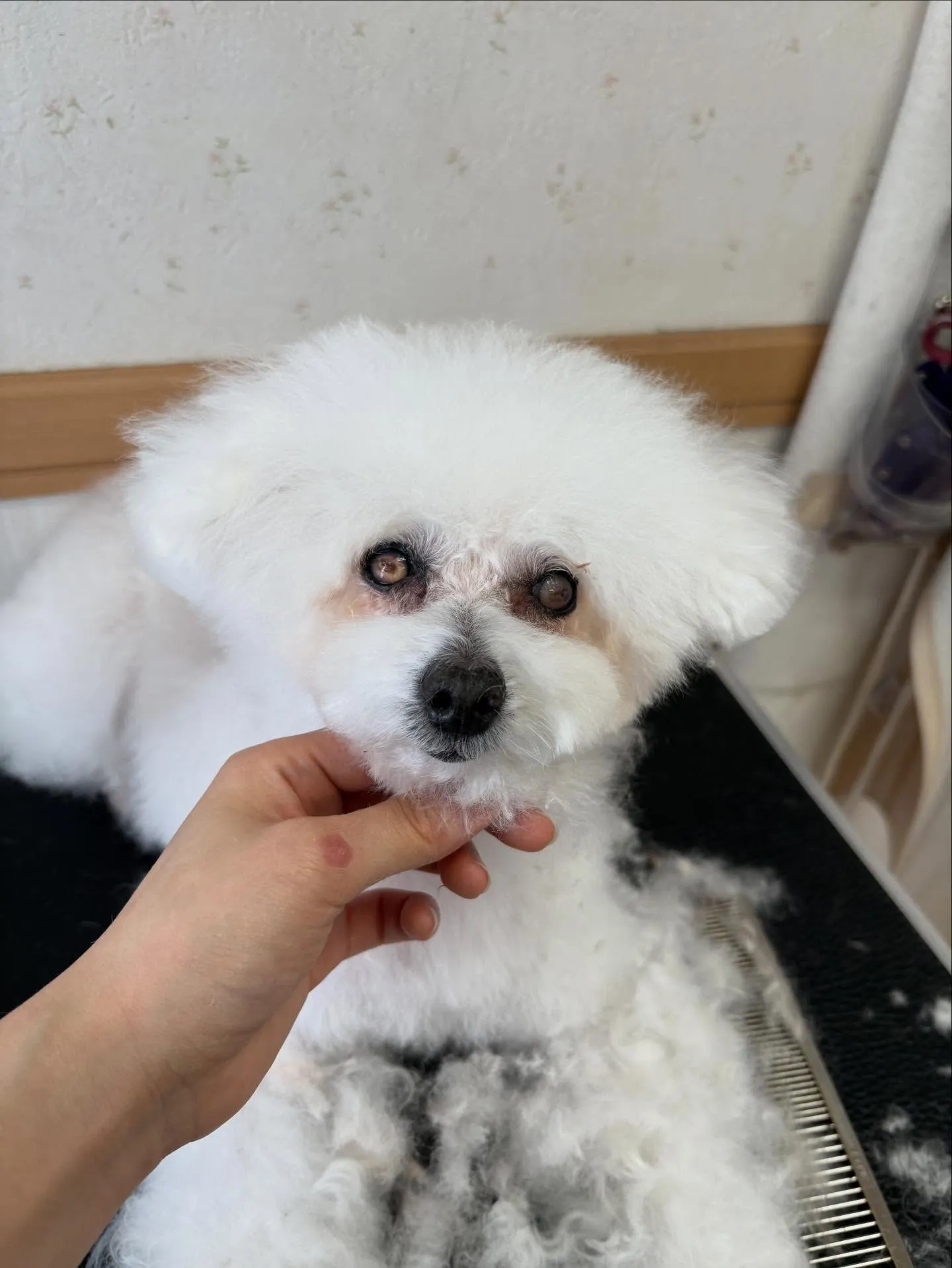 犬のトリミング✂️