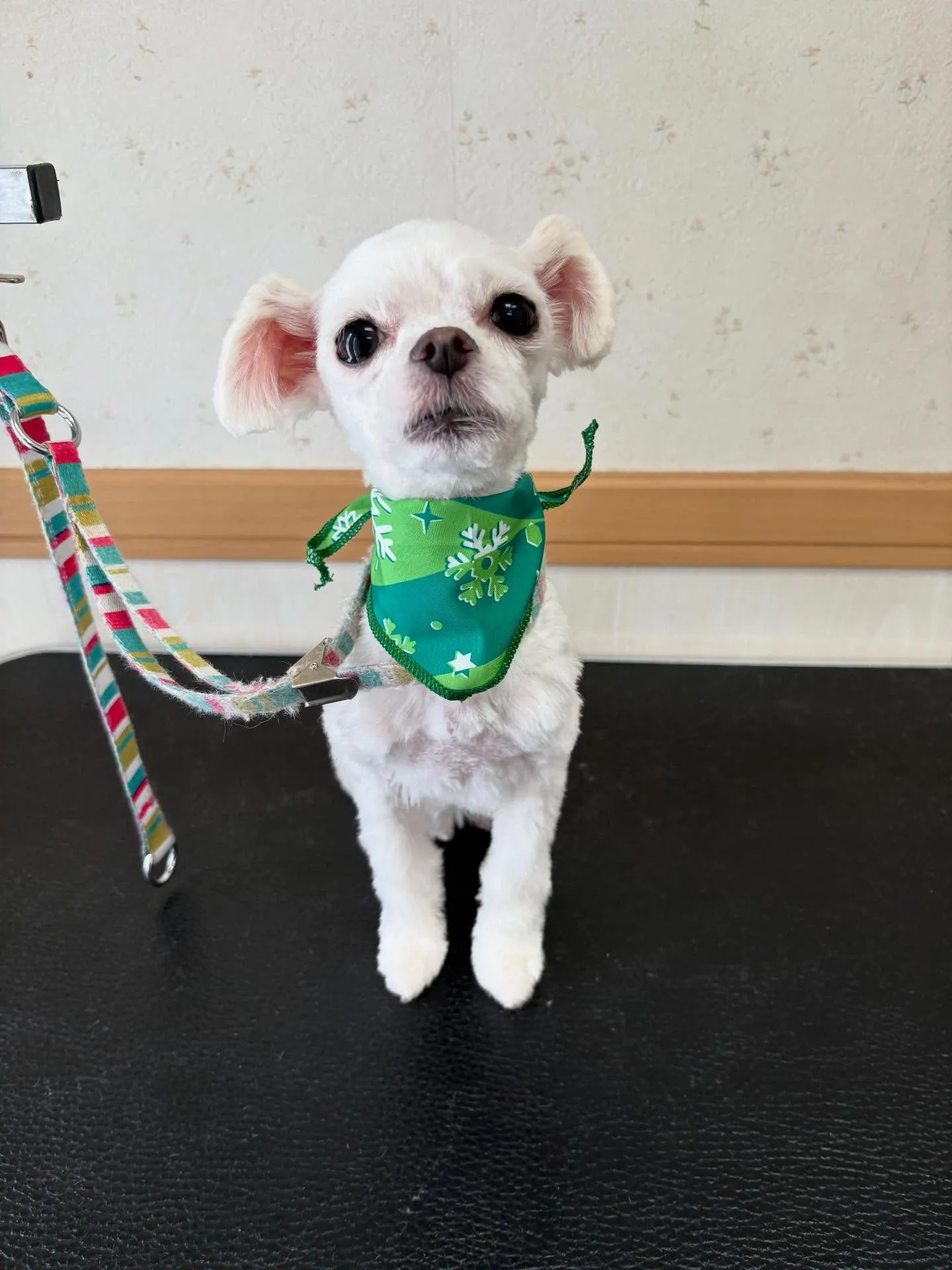 犬のトリミング✂️