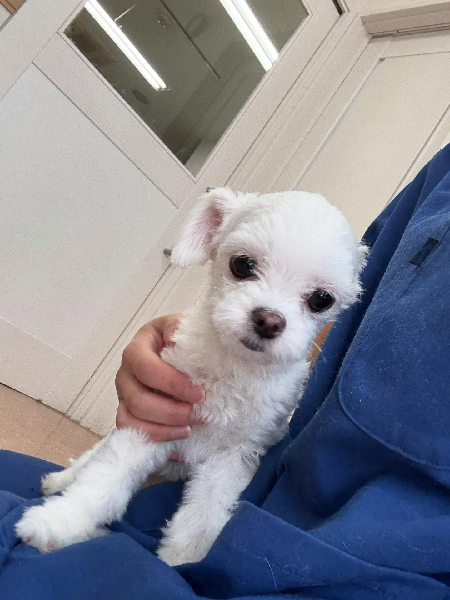 犬のトリミング✂️