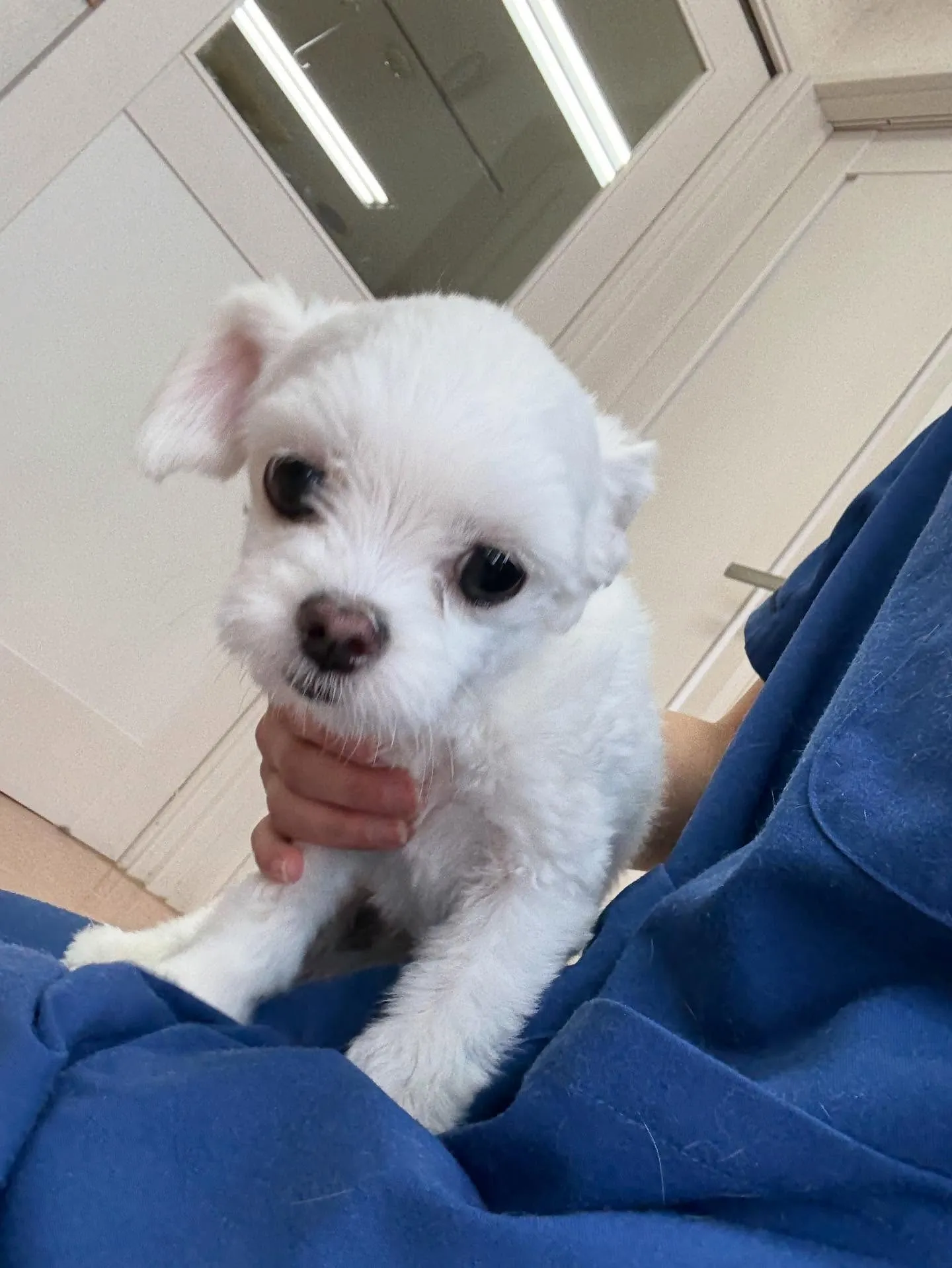 犬のトリミング✂️