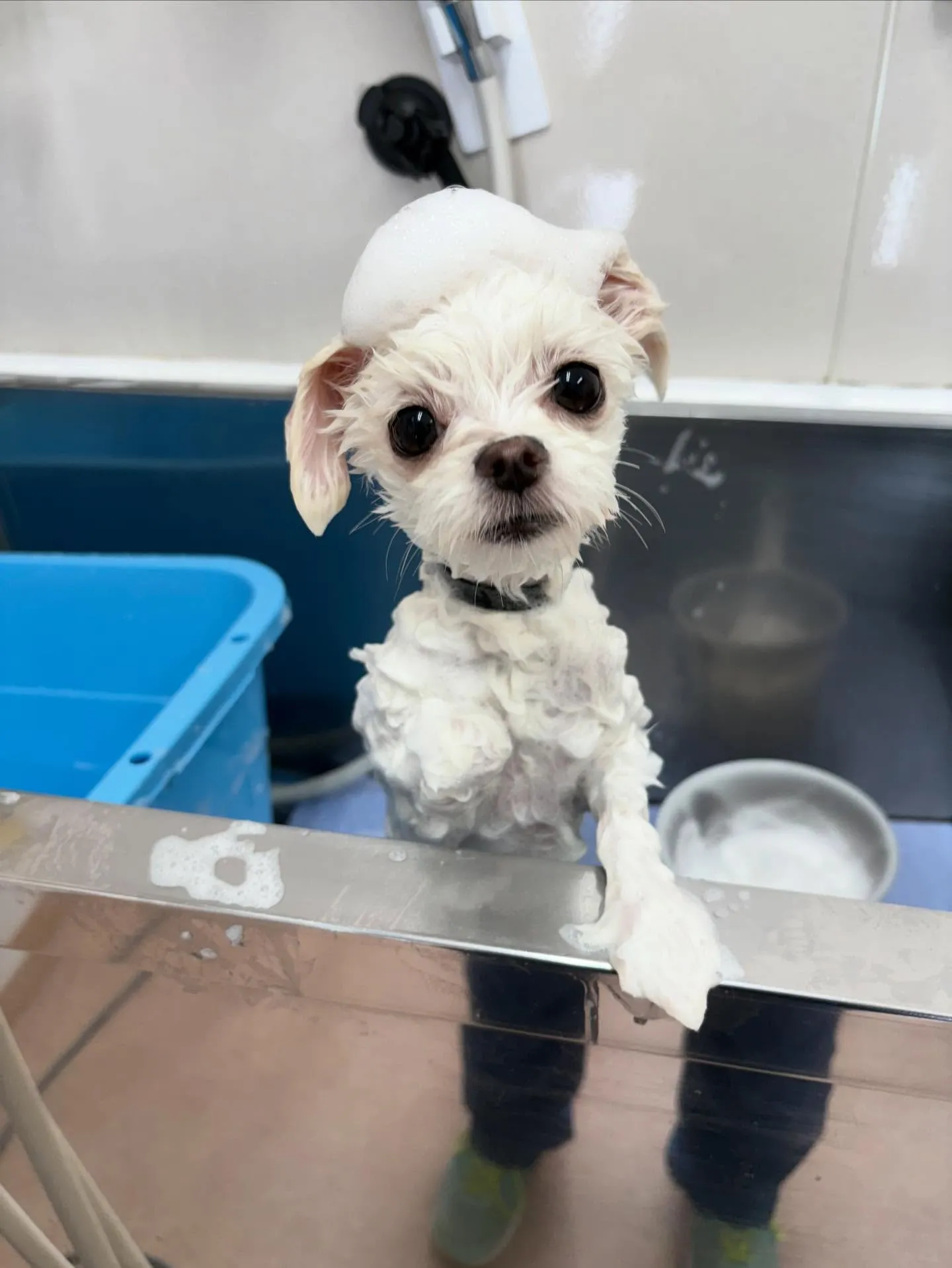 犬のトリミング✂️