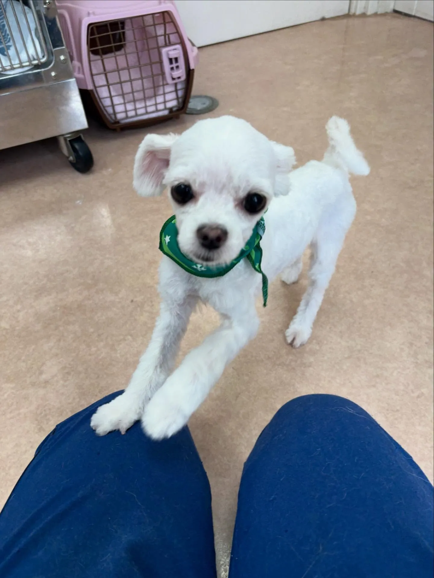 犬のトリミング✂️