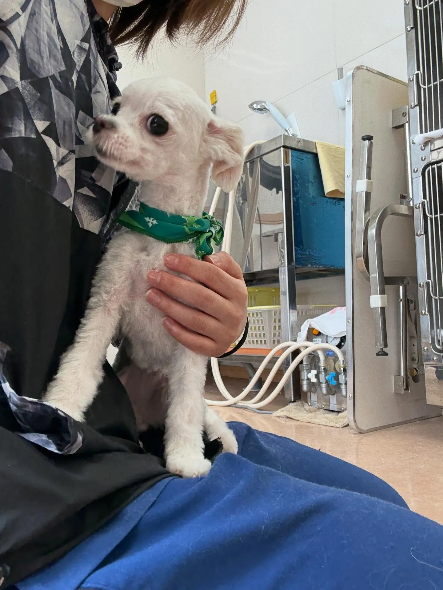 犬のトリミング✂️