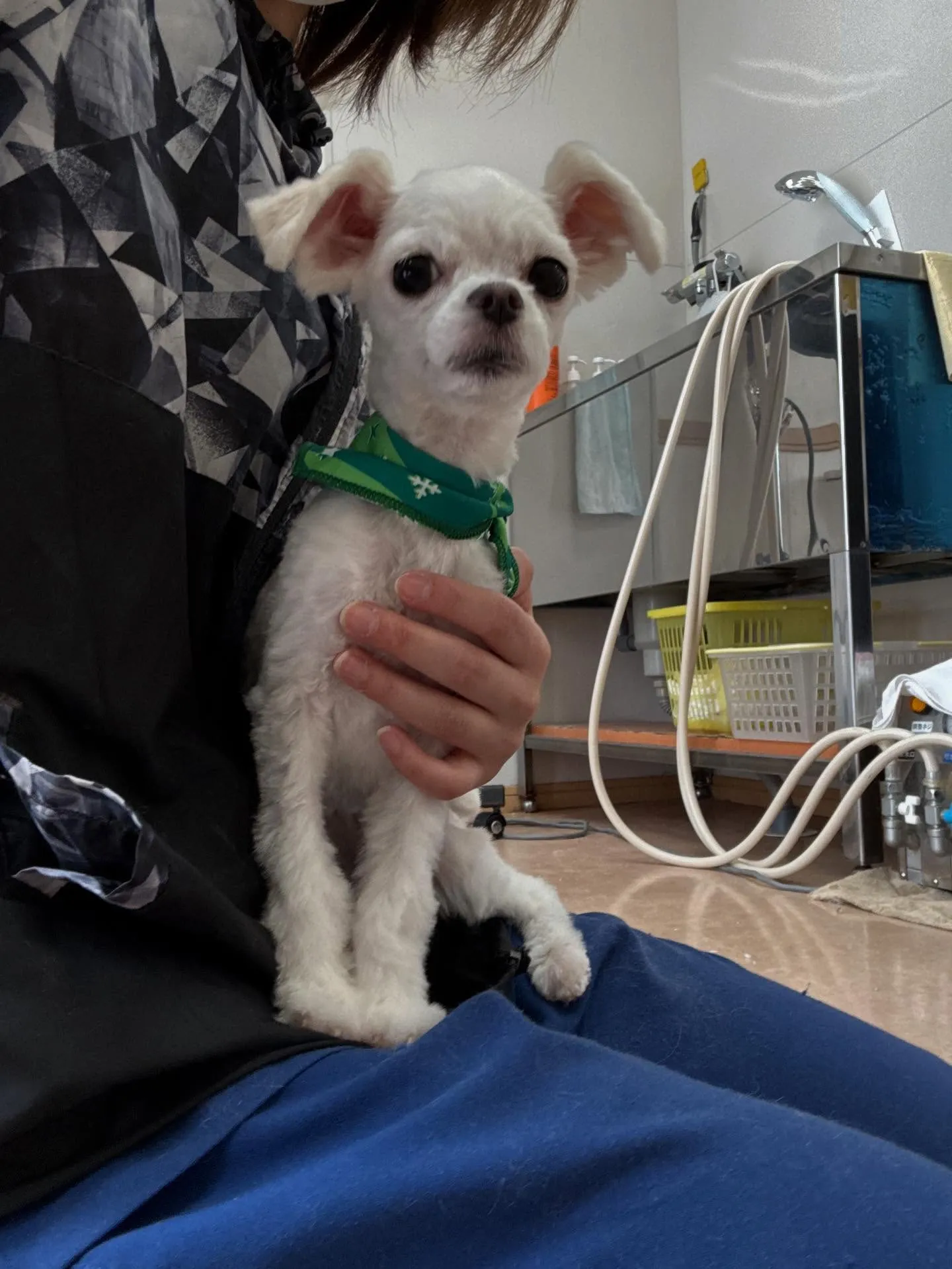 犬のトリミング✂️