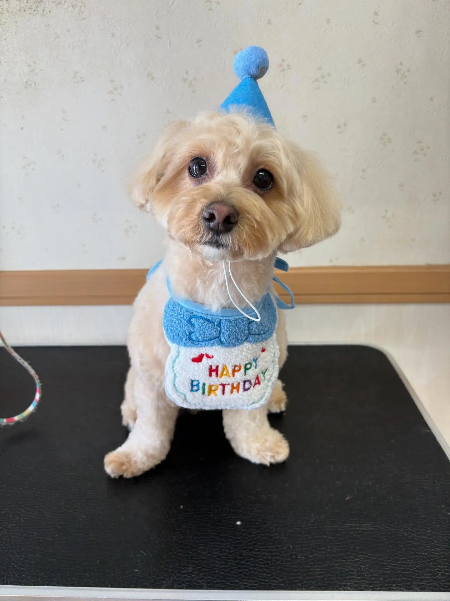 犬のトリミング✂️