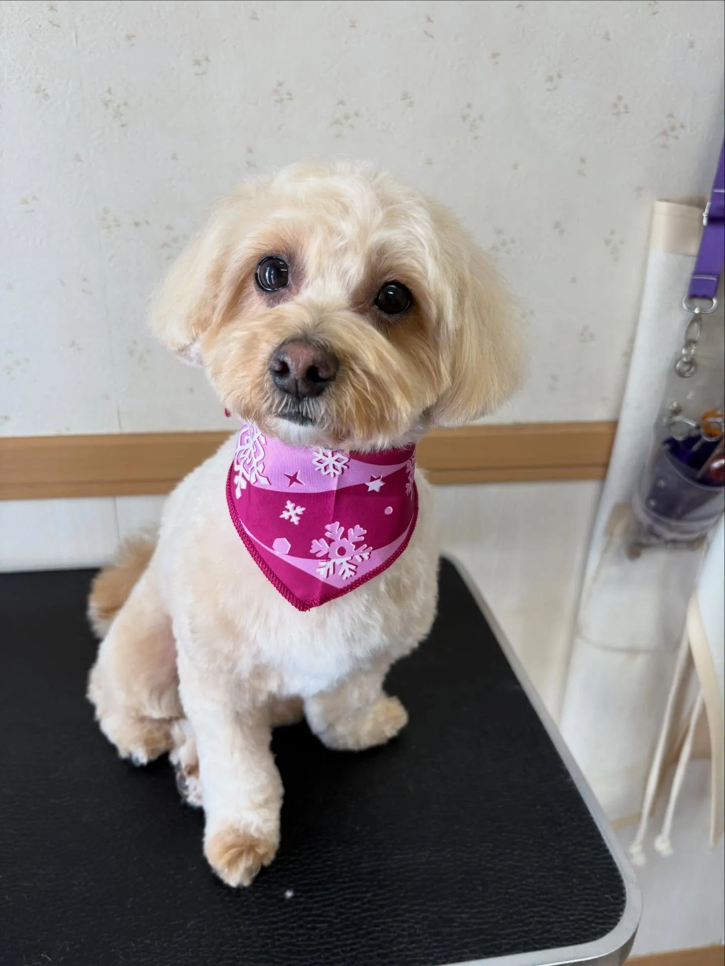 犬のトリミング✂️