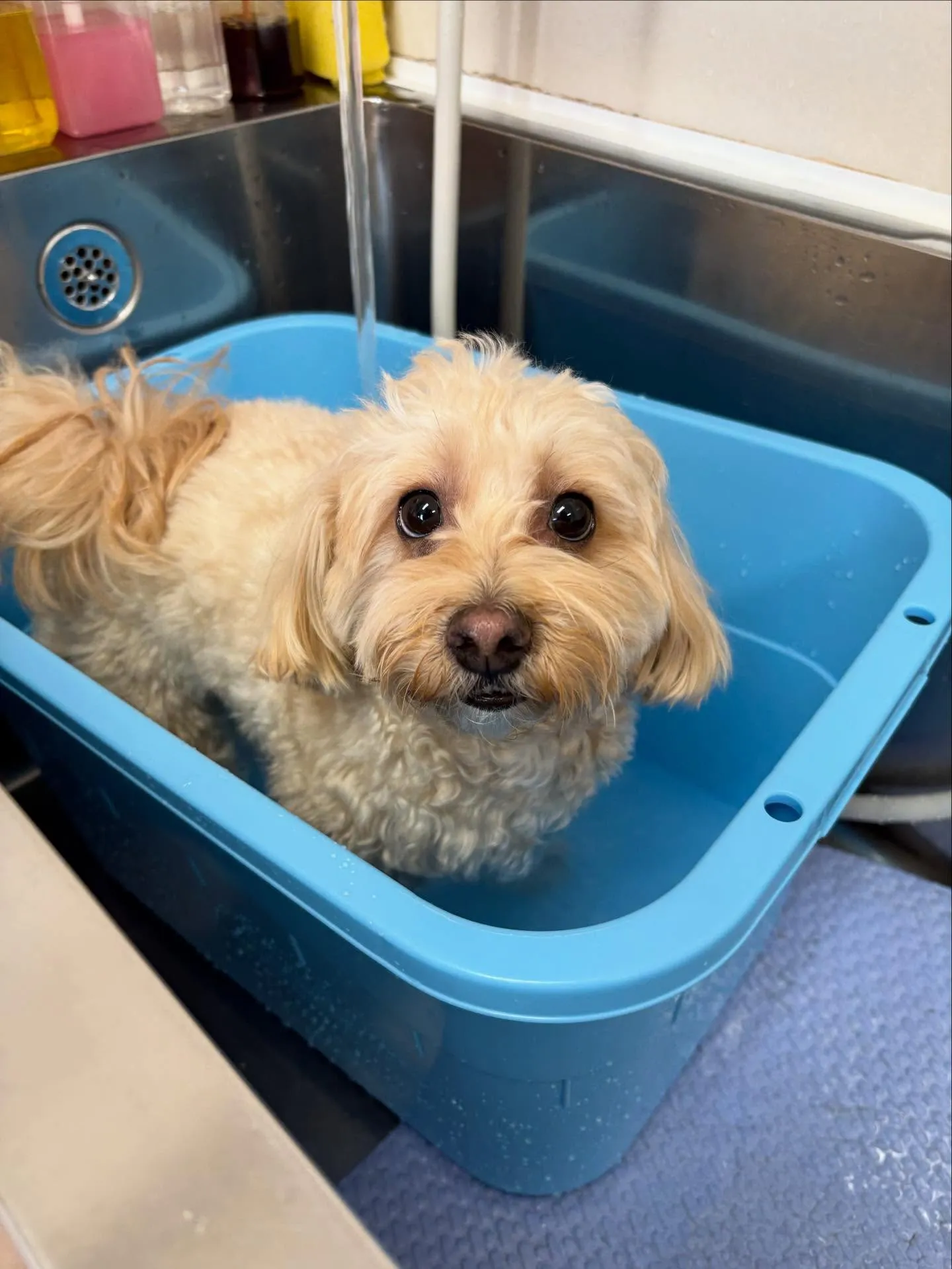 犬のトリミング✂️